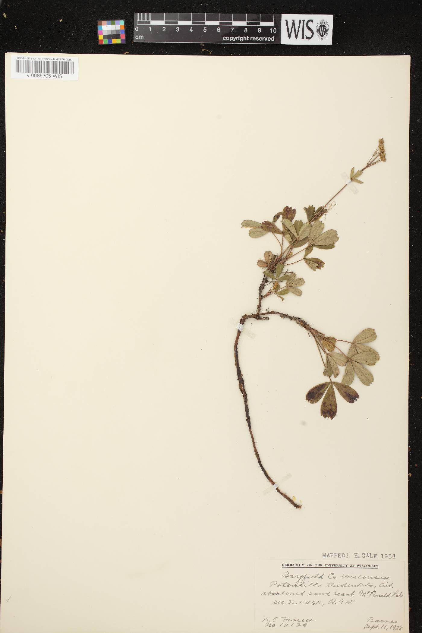 Sibbaldiopsis tridentata image