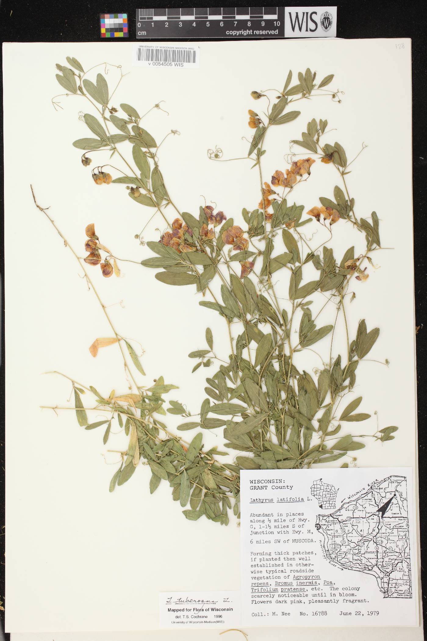 Lathyrus tuberosus image
