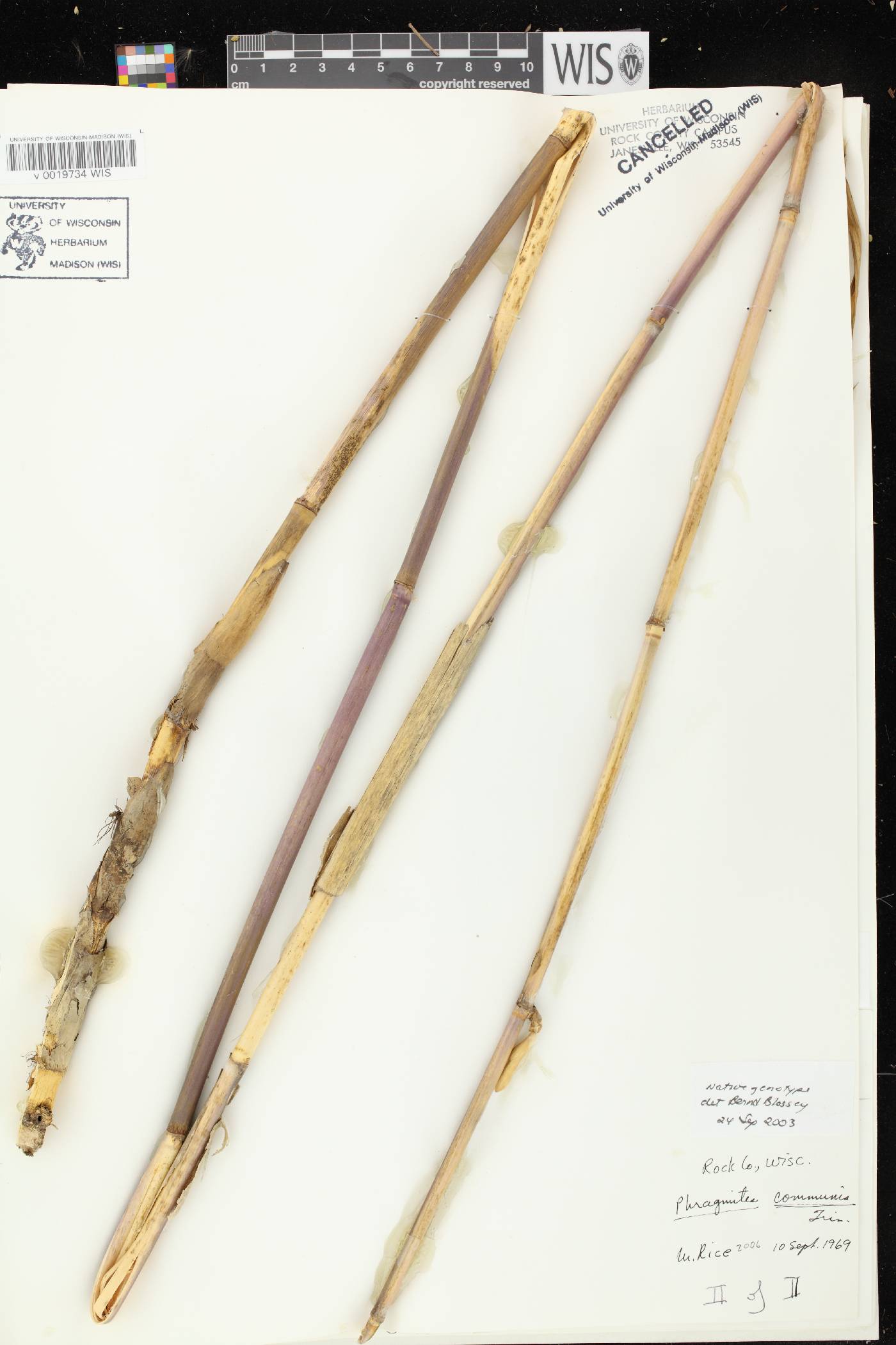 Phragmites australis image