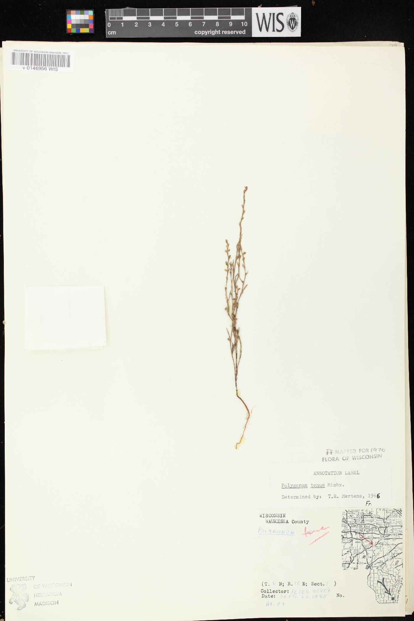 Polygonum tenue image