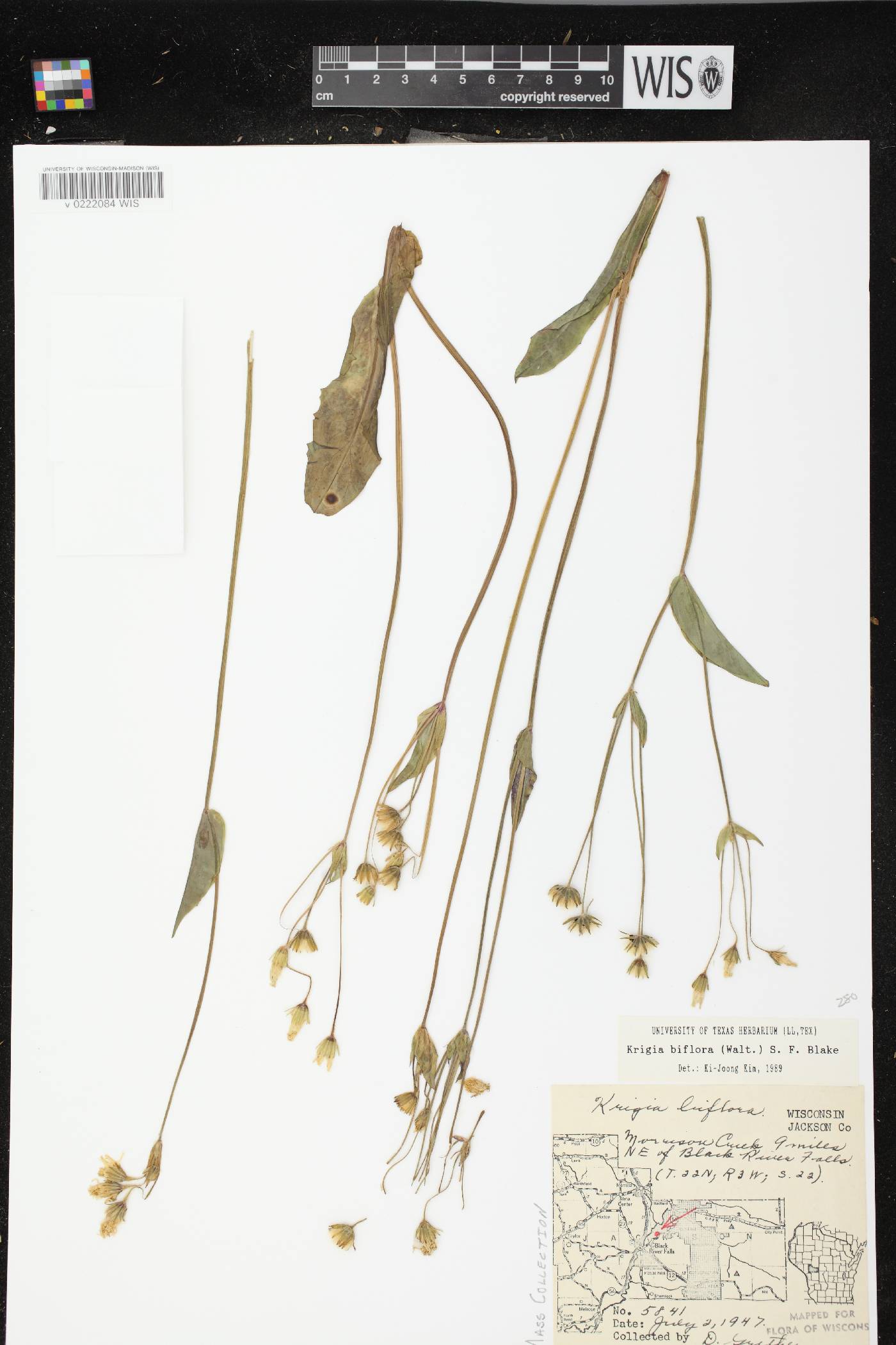 Krigia biflora image