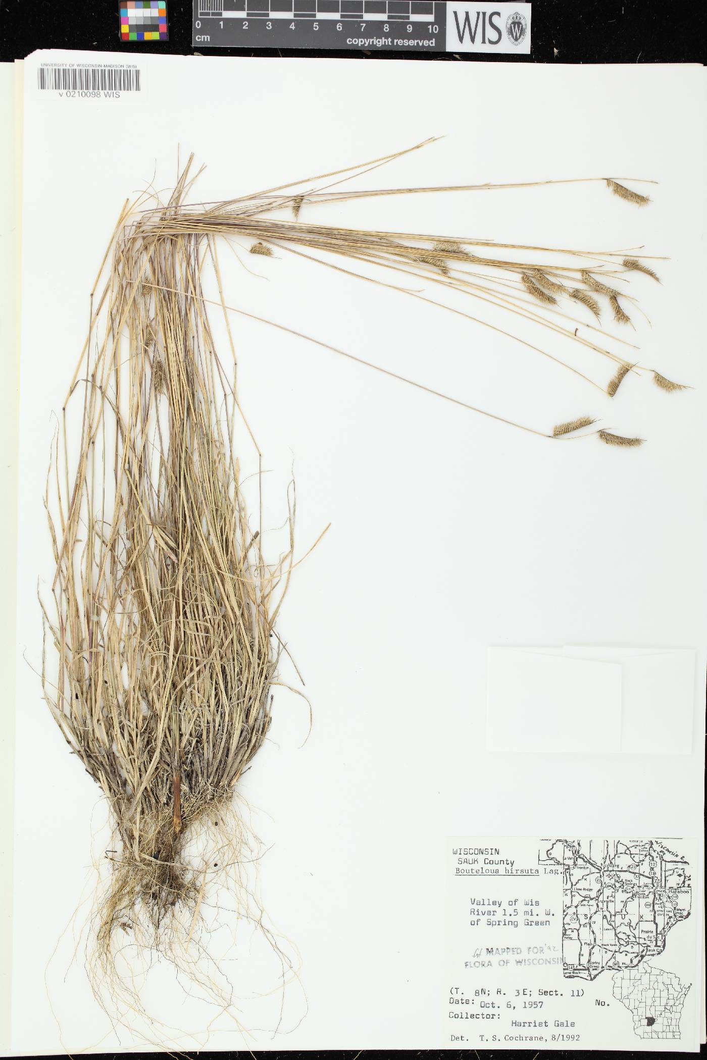 Bouteloua hirsuta subsp. hirsuta image