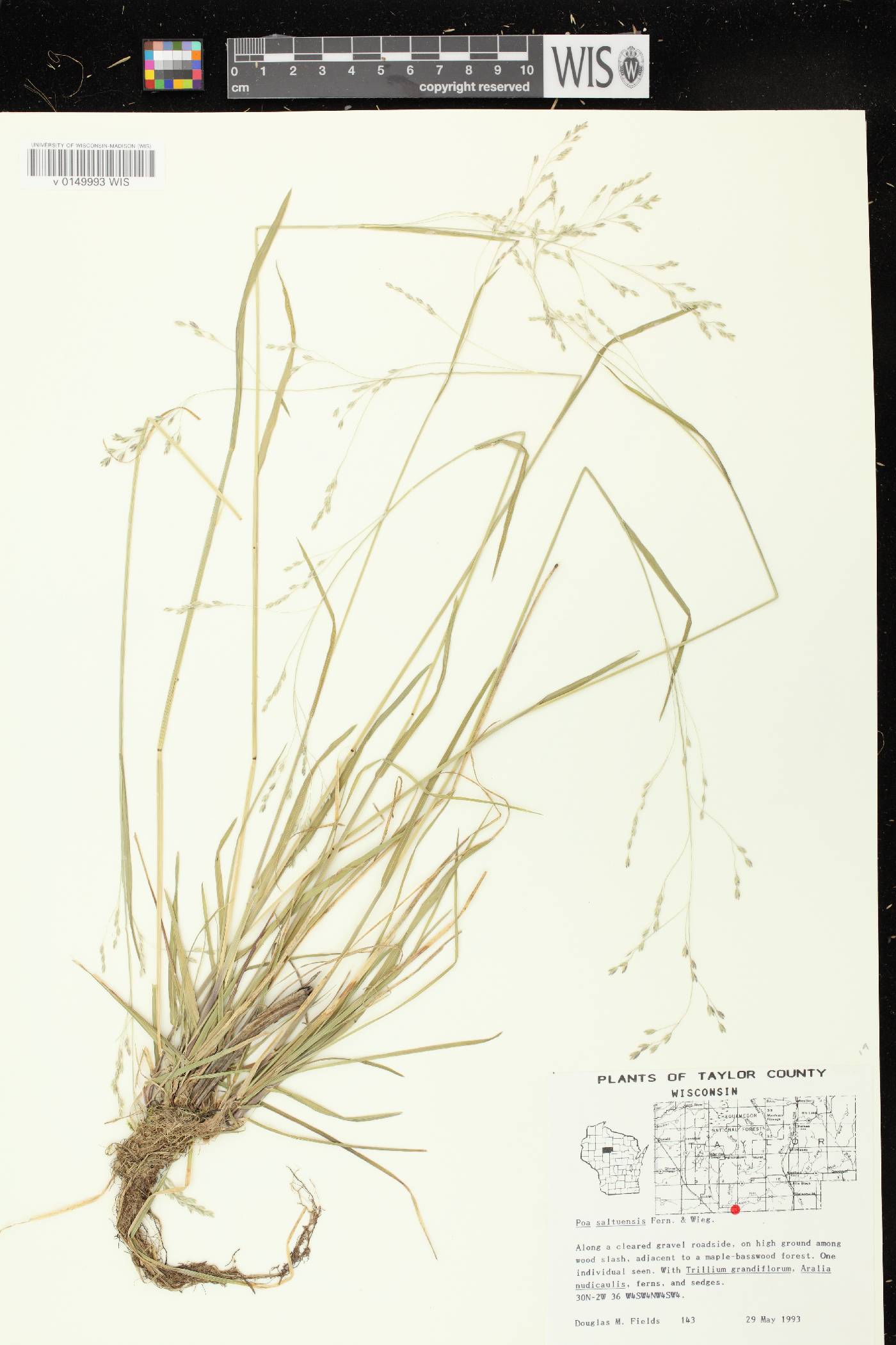Poa saltuensis image