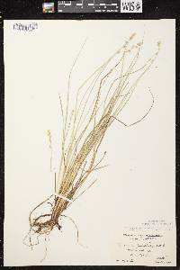 Image of Carex canescens subsp. canescens
