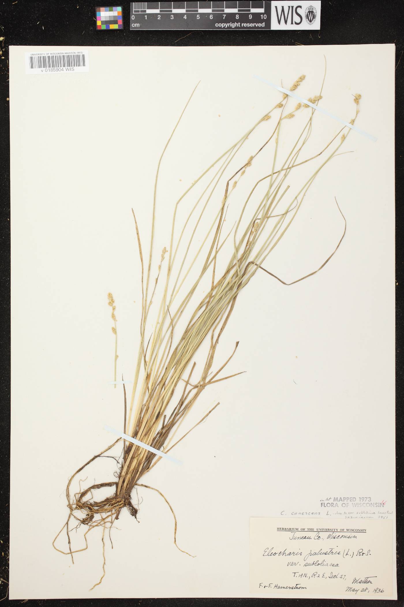Carex canescens image