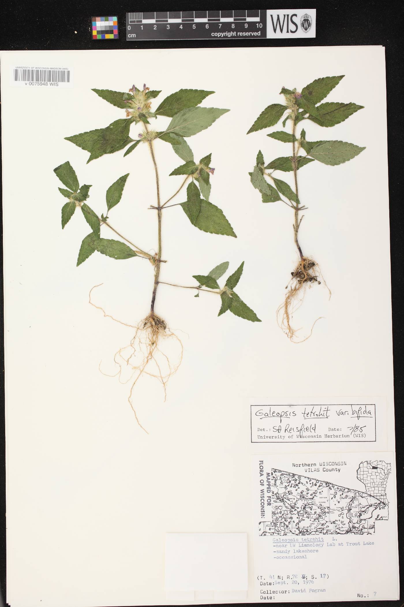 Galeopsis tetrahit image