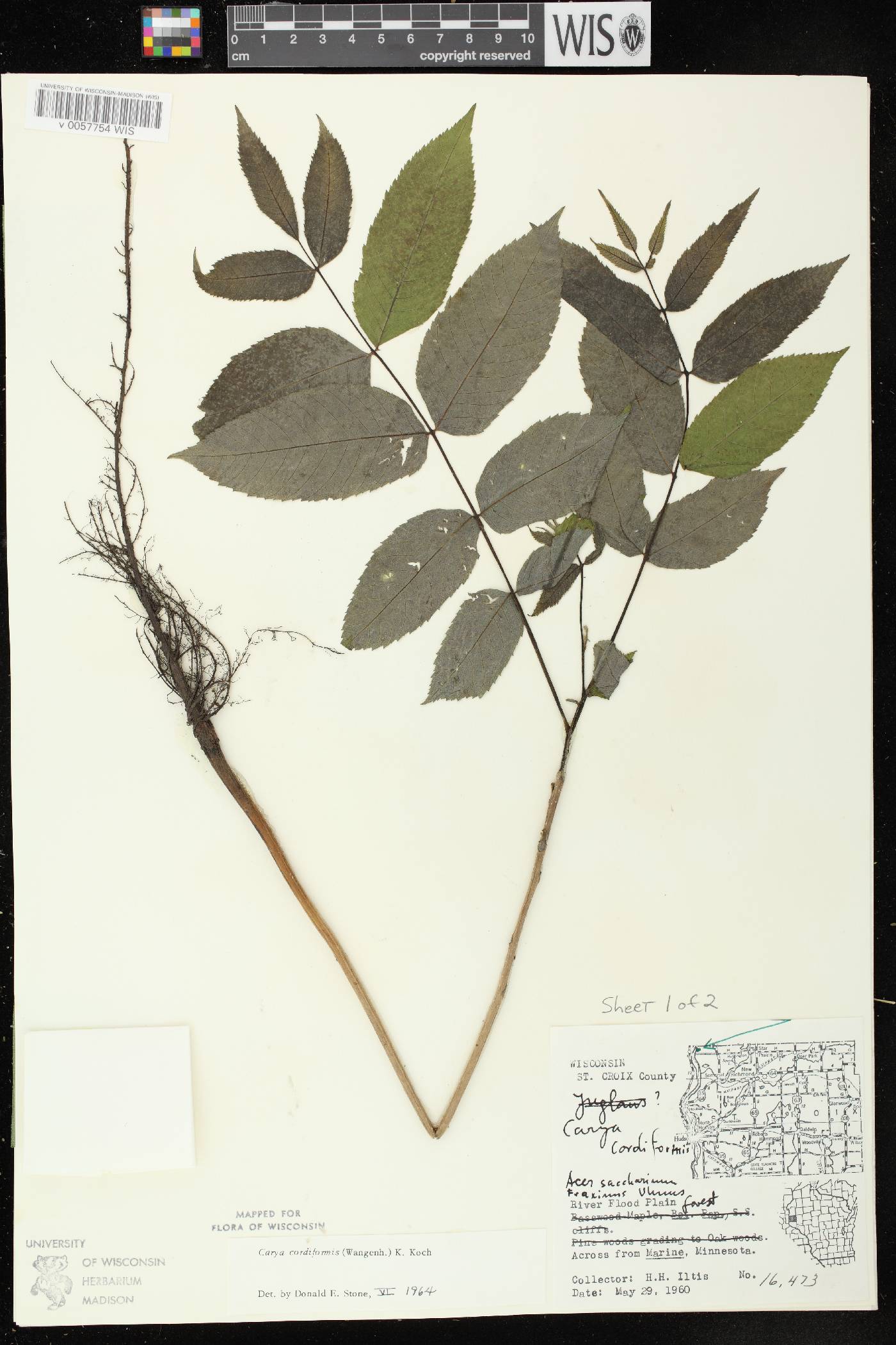 Carya cordiformis image