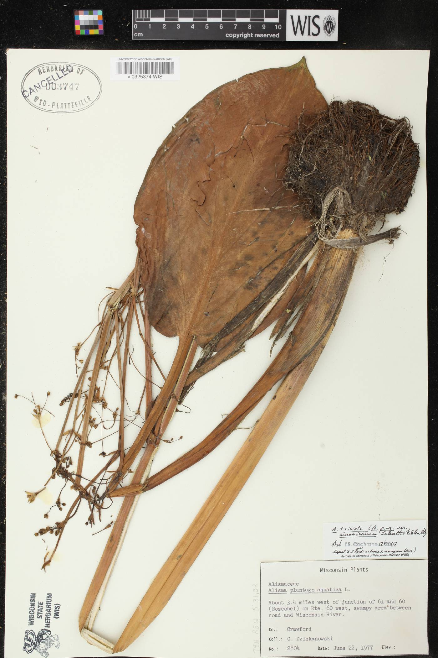 Alisma triviale image
