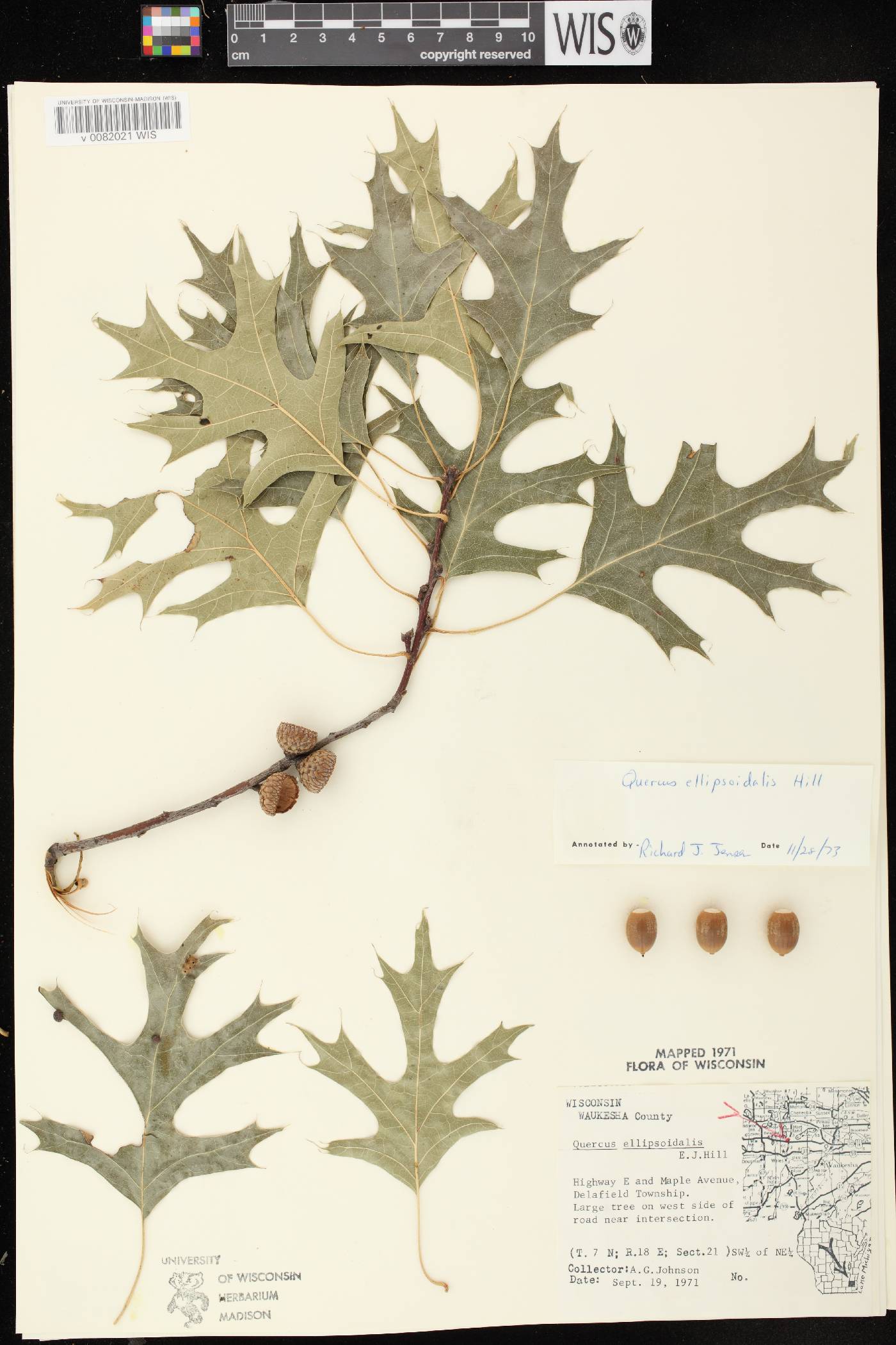 Quercus ellipsoidalis image