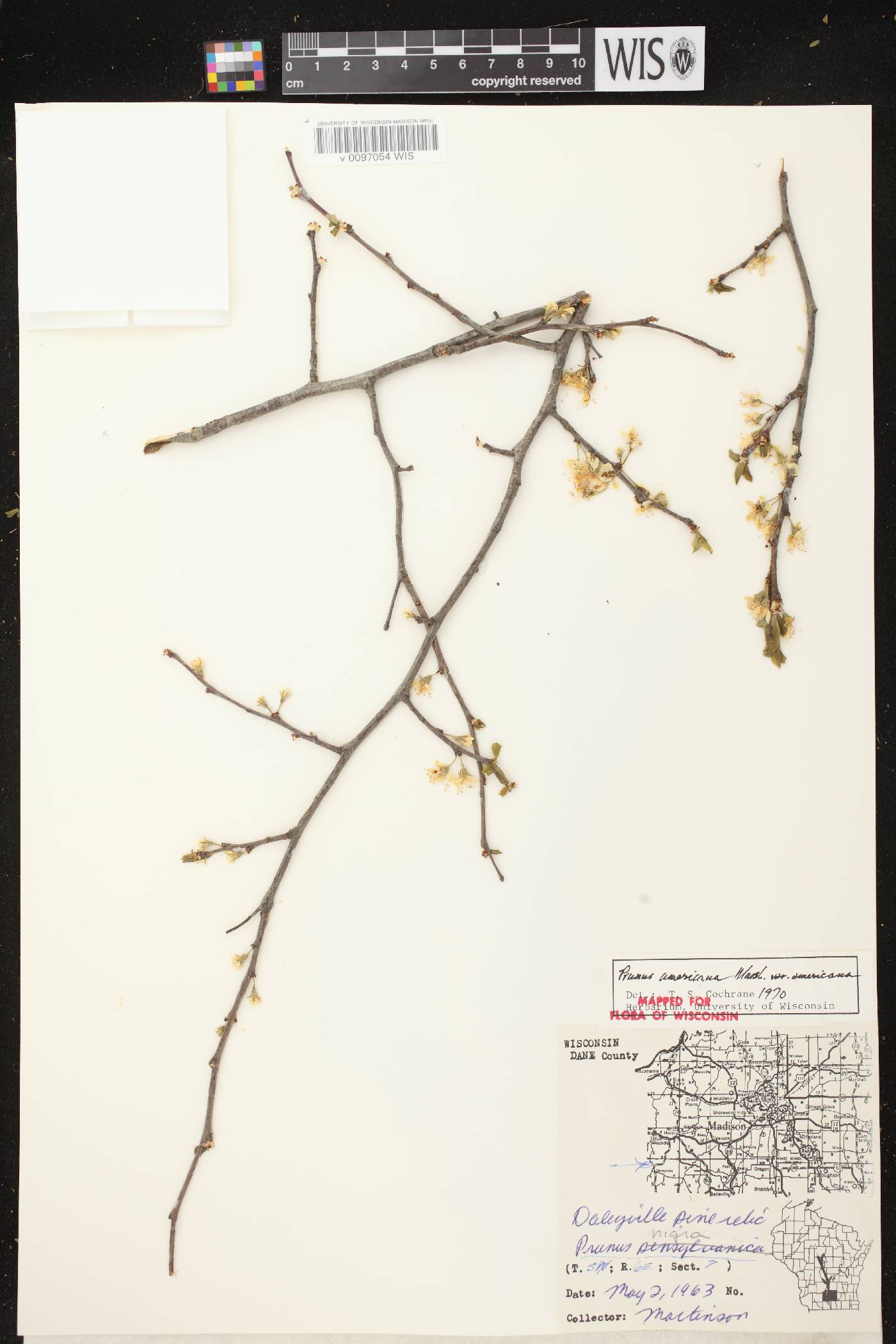Prunus americana image