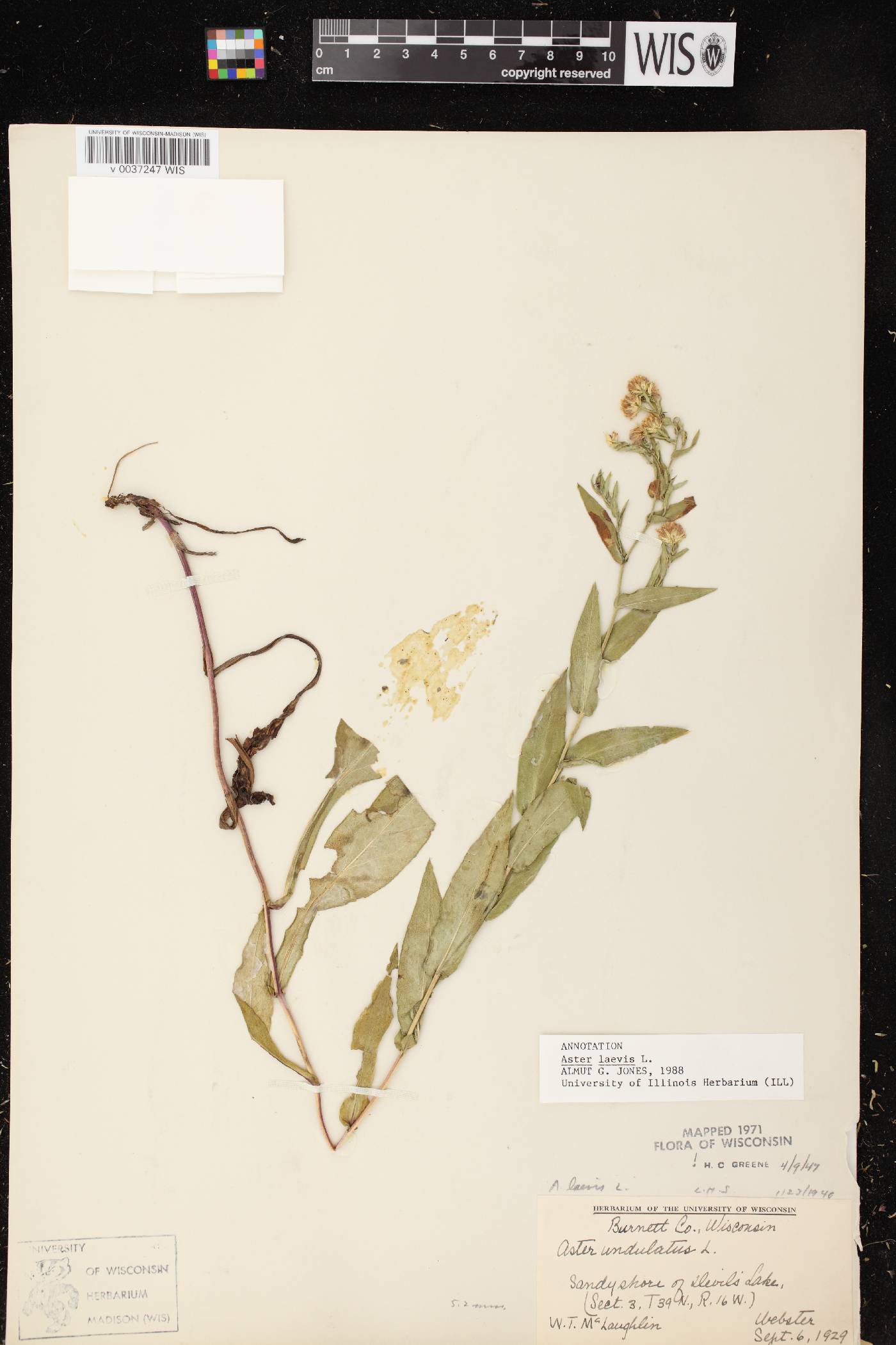 Symphyotrichum laeve var. laeve image