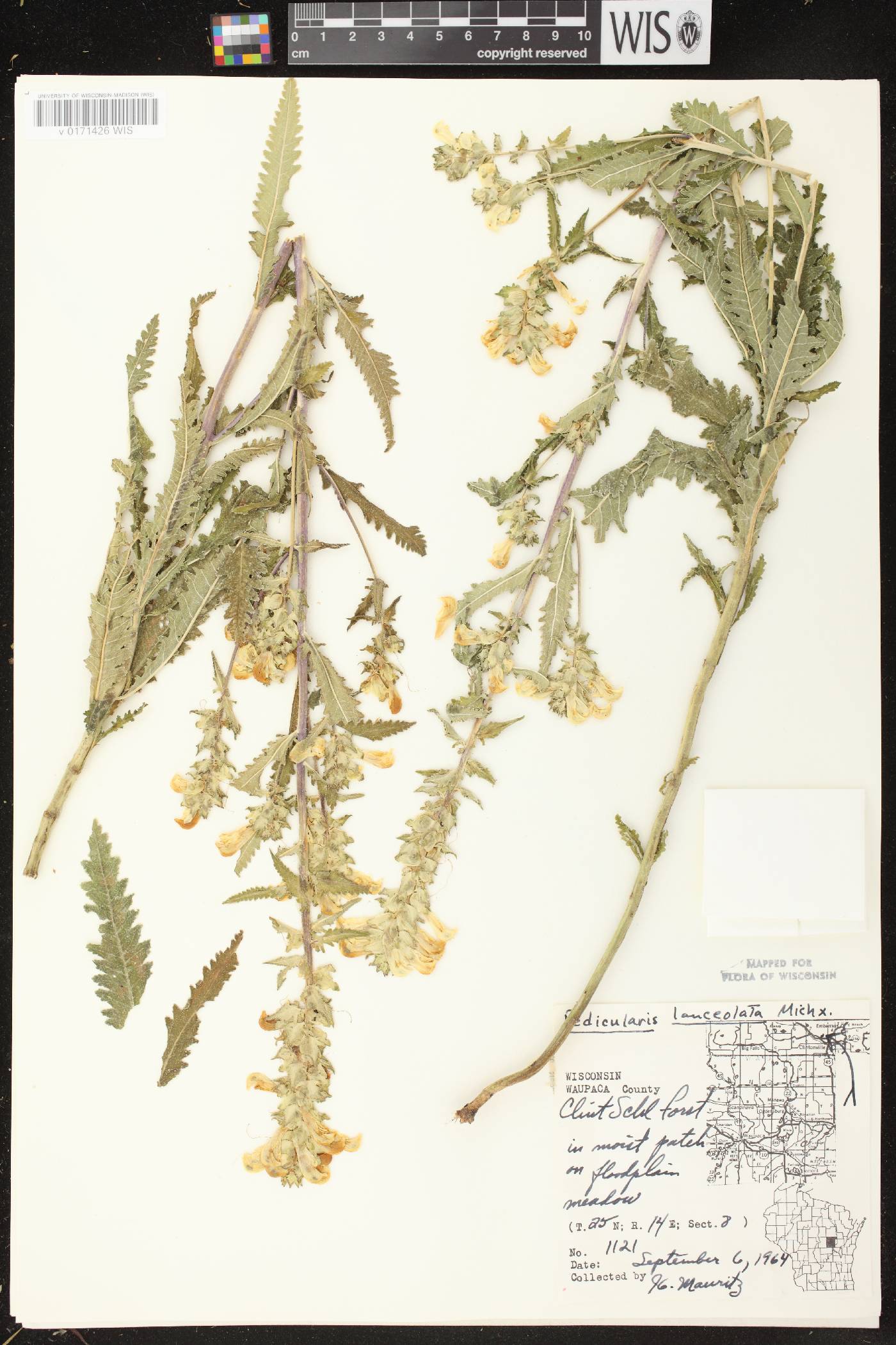 Pedicularis lanceolata image