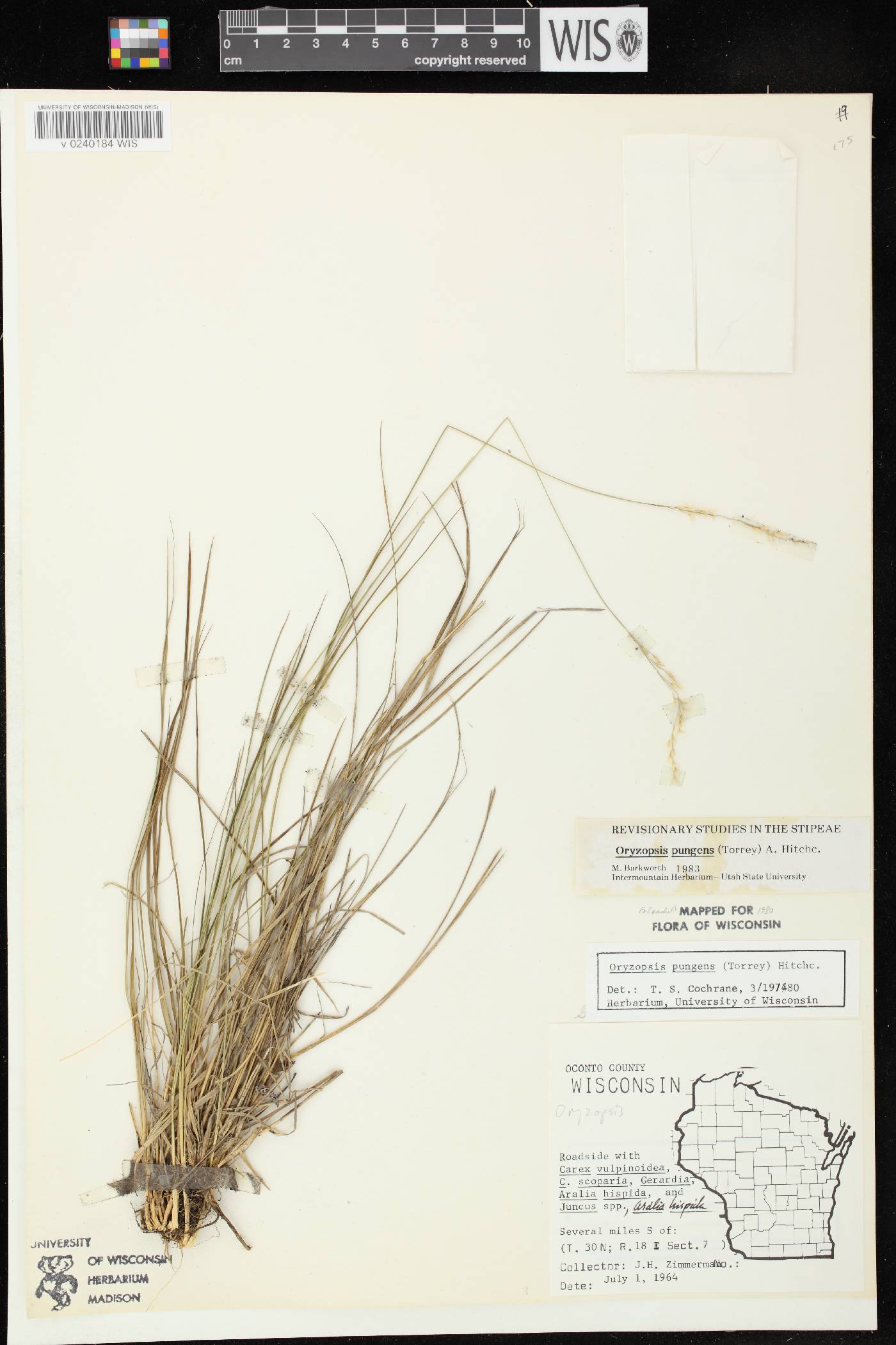 Piptatheropsis pungens image