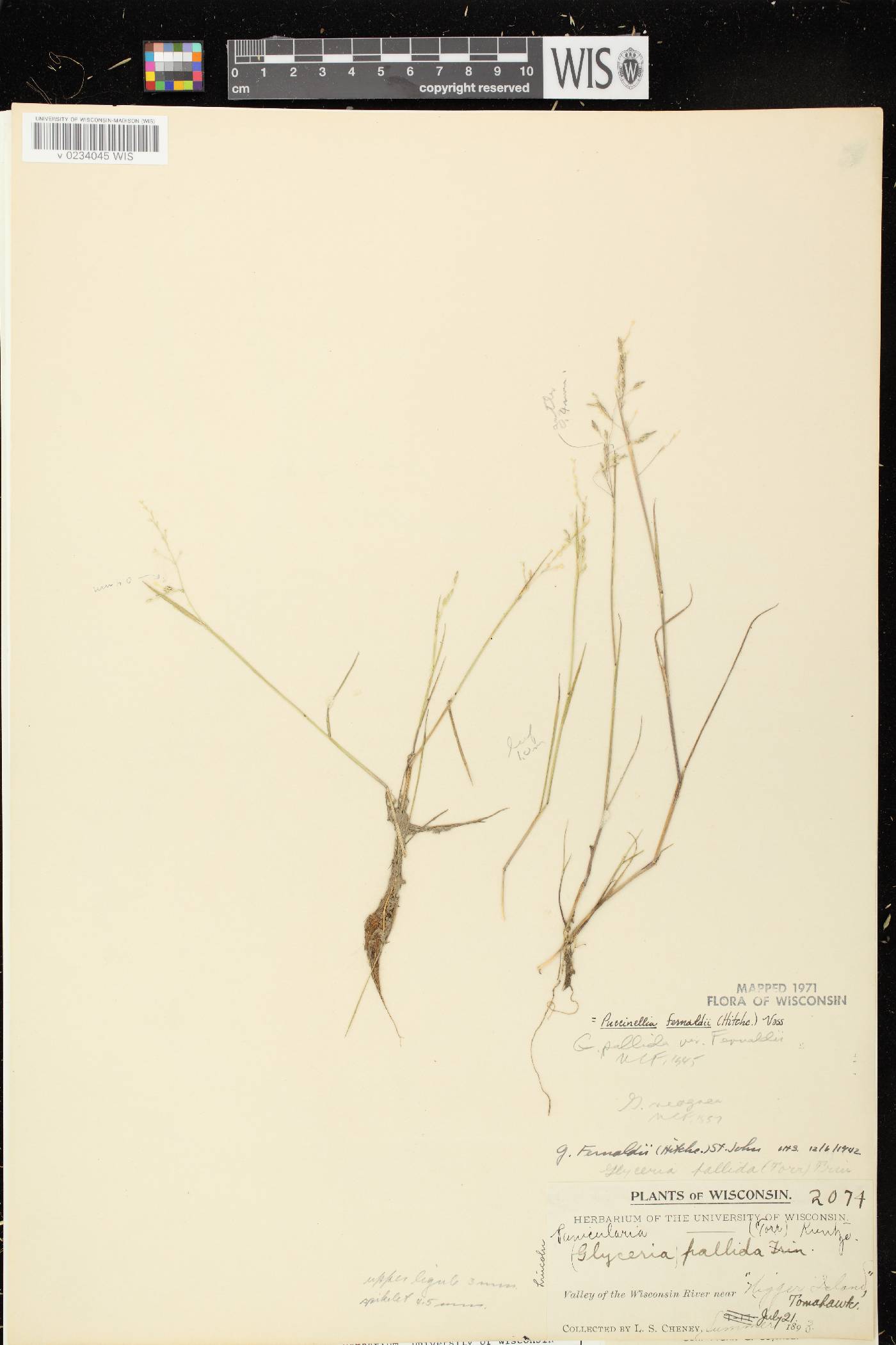 Torreyochloa fernaldii image