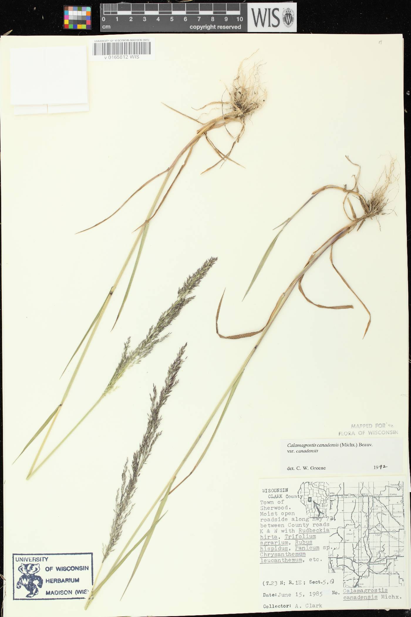 Calamagrostis canadensis var. canadensis image