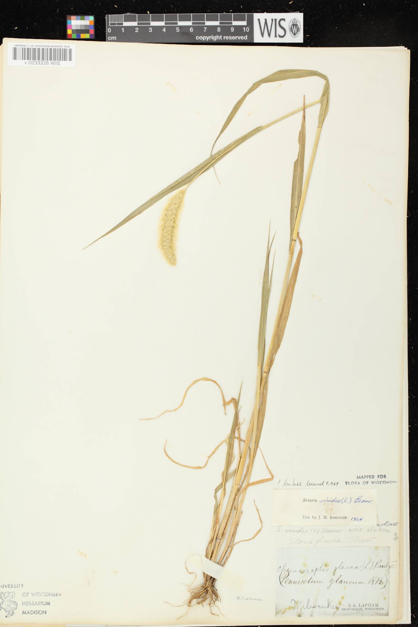 Setaria viridis var. viridis image
