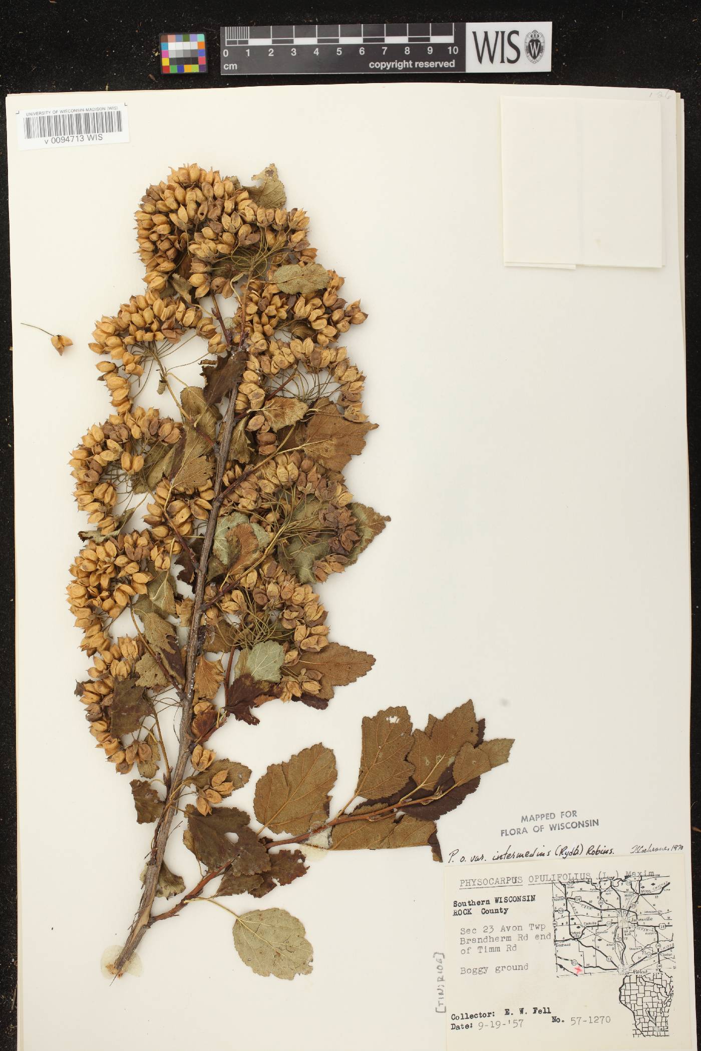 Physocarpus intermedius image