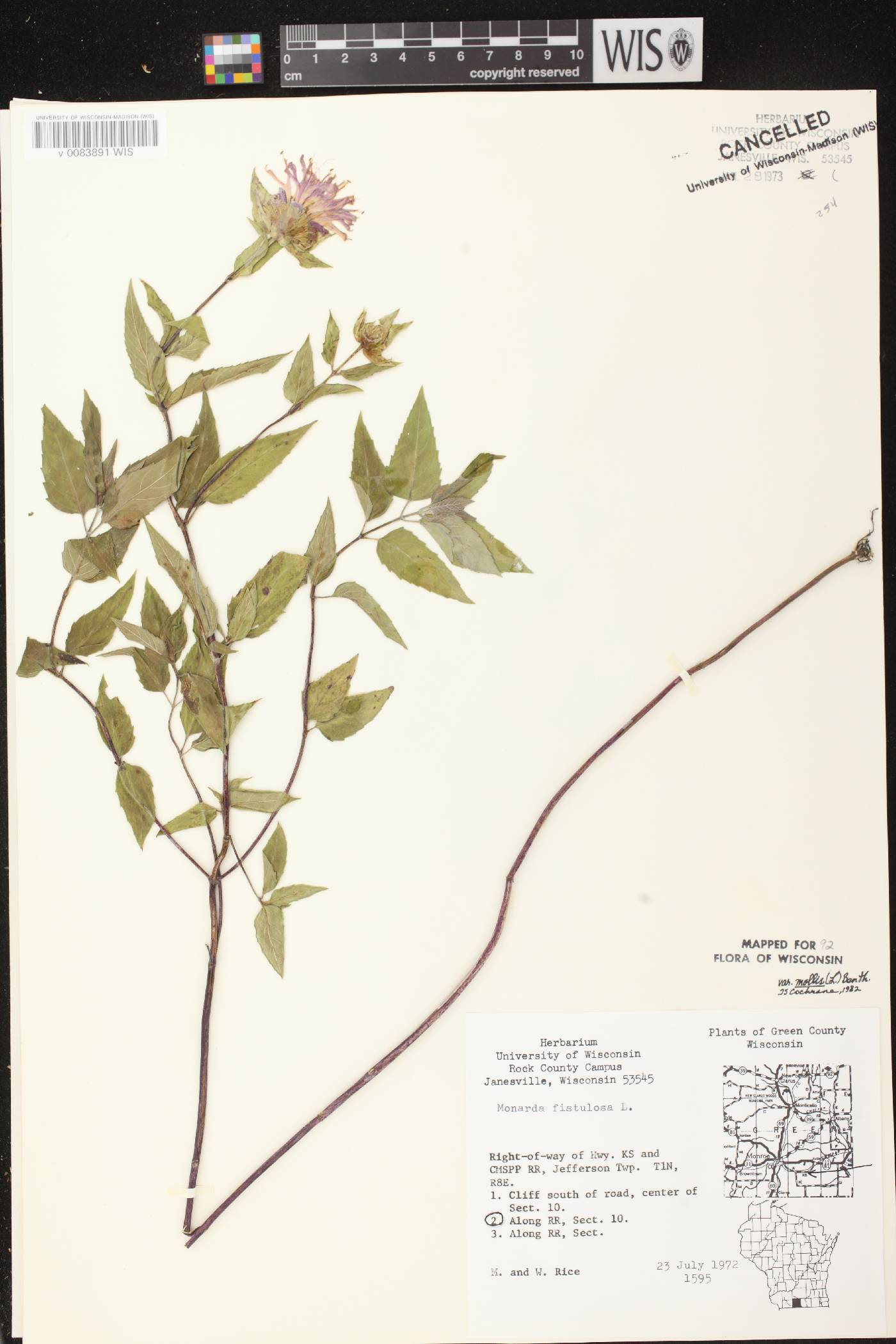 Monarda fistulosa subsp. fistulosa image