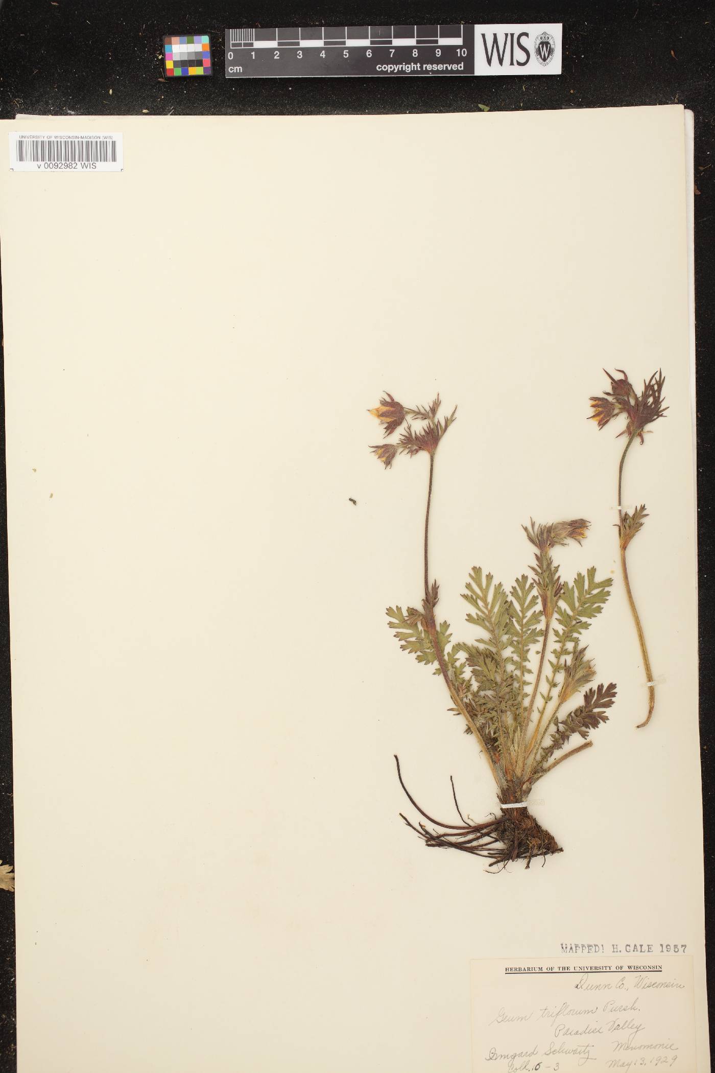 Geum triflorum var. triflorum image
