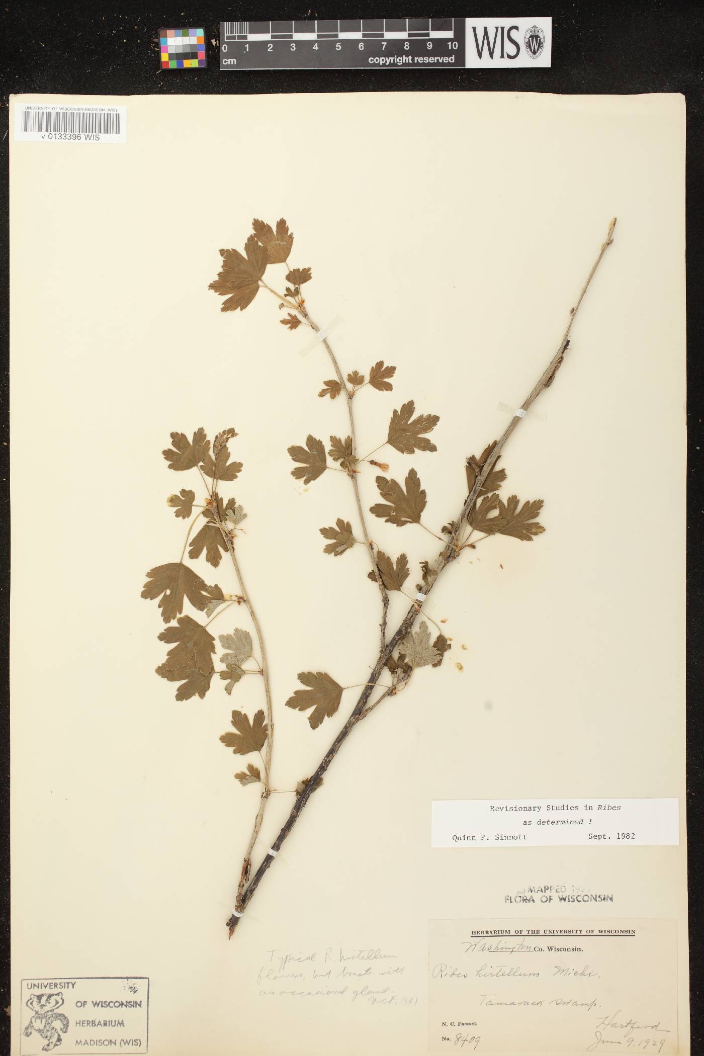 Ribes hirtellum image