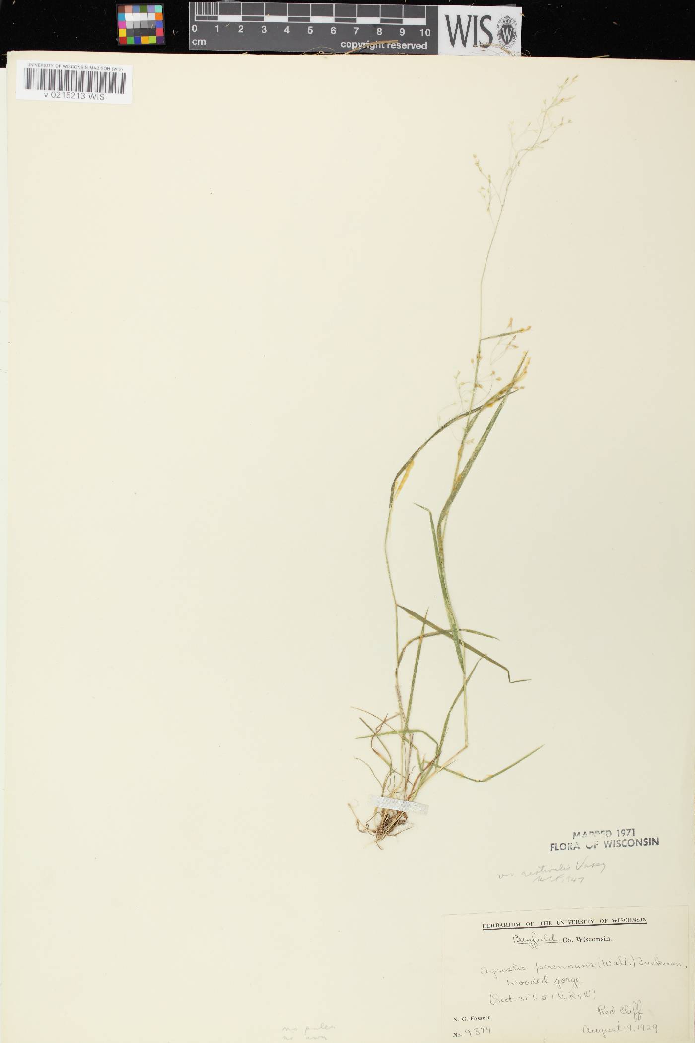 Agrostis perennans var. perennans image