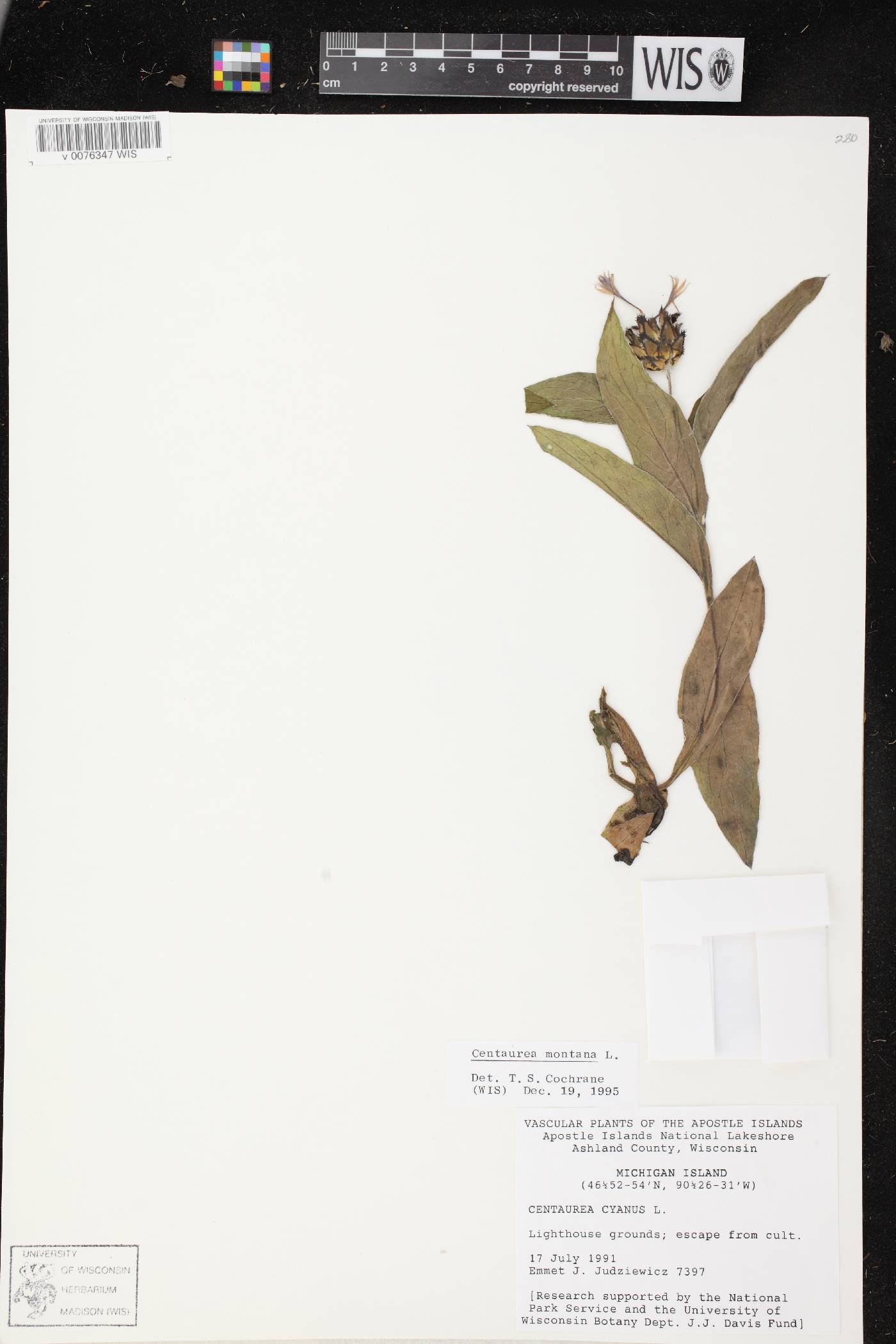 Centaurea montana image