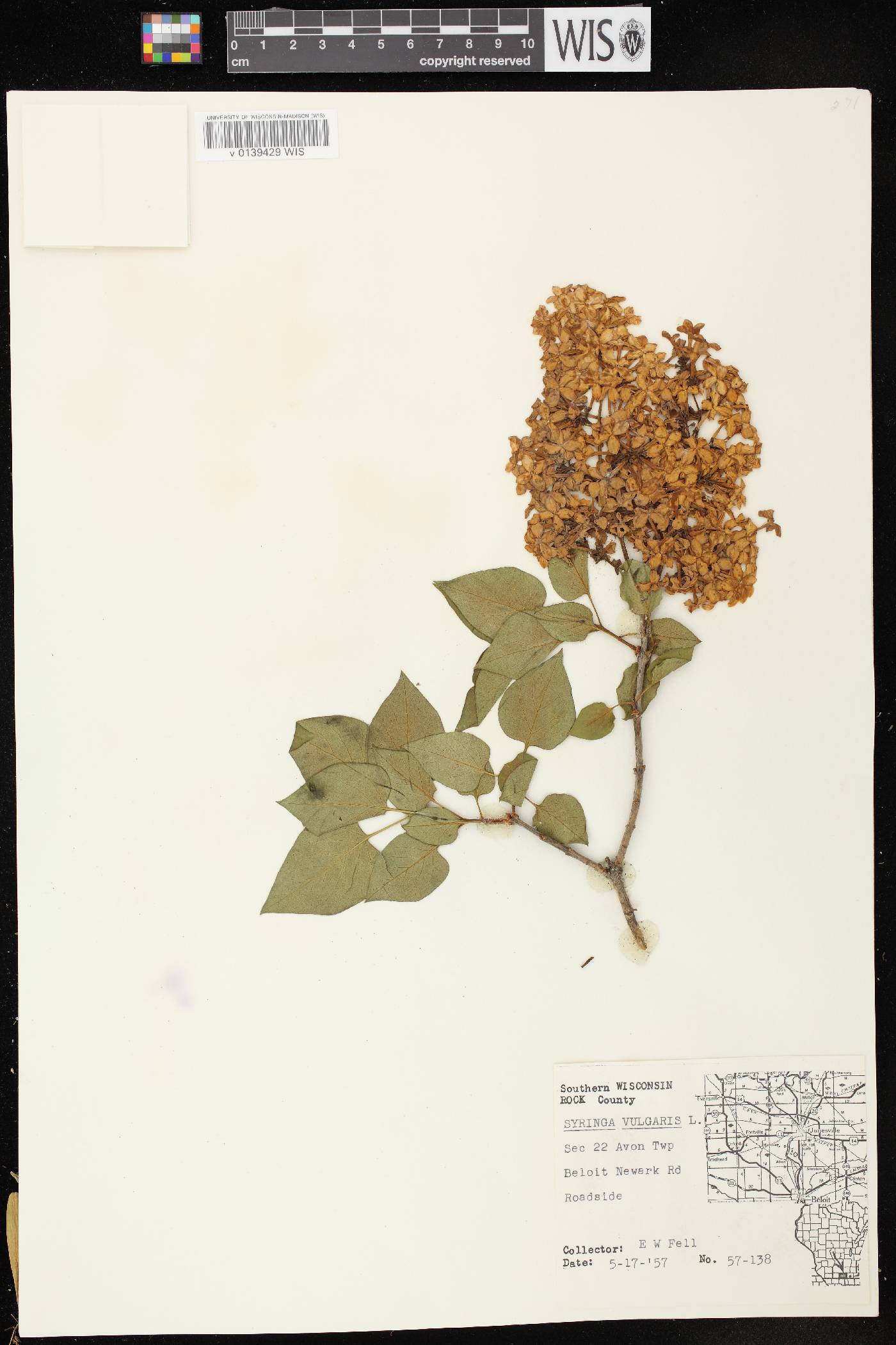 Syringa vulgaris image