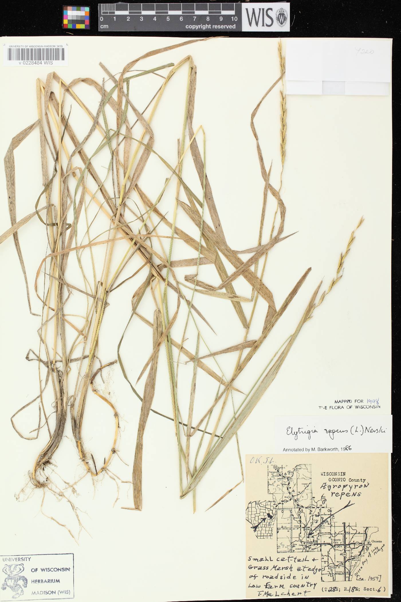 Elymus repens image