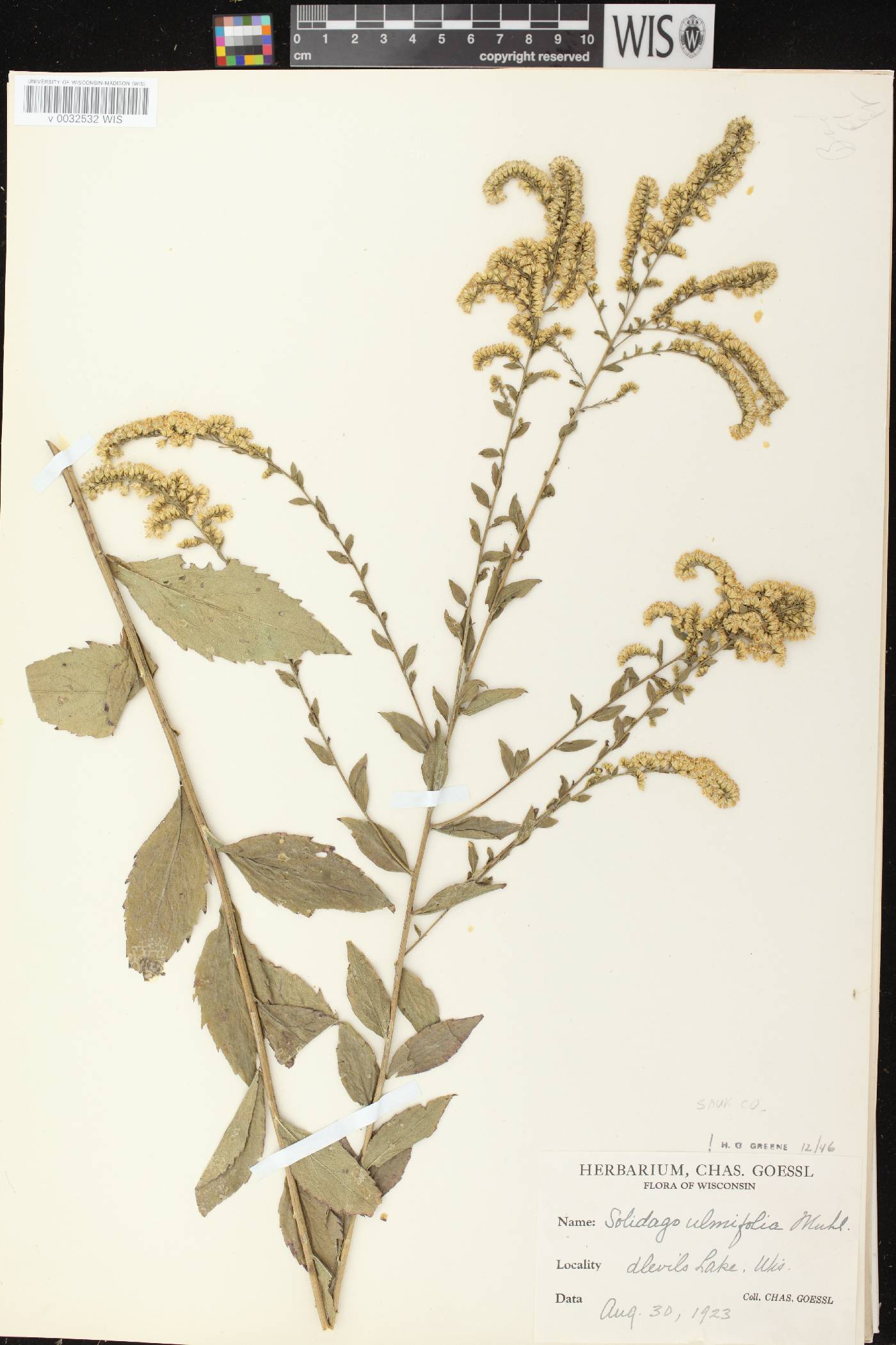 Solidago ulmifolia var. ulmifolia image