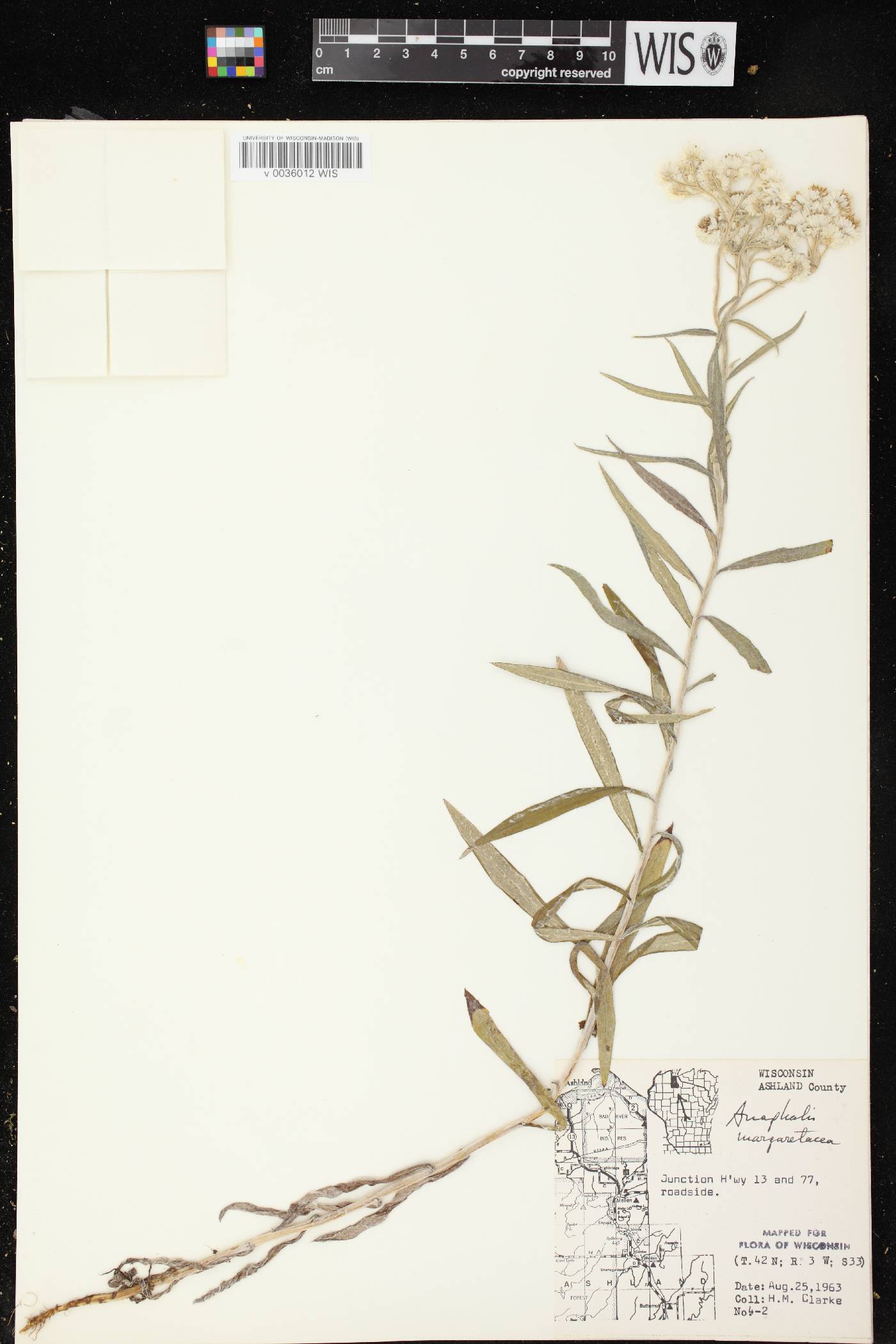 Anaphalis margaritacea image
