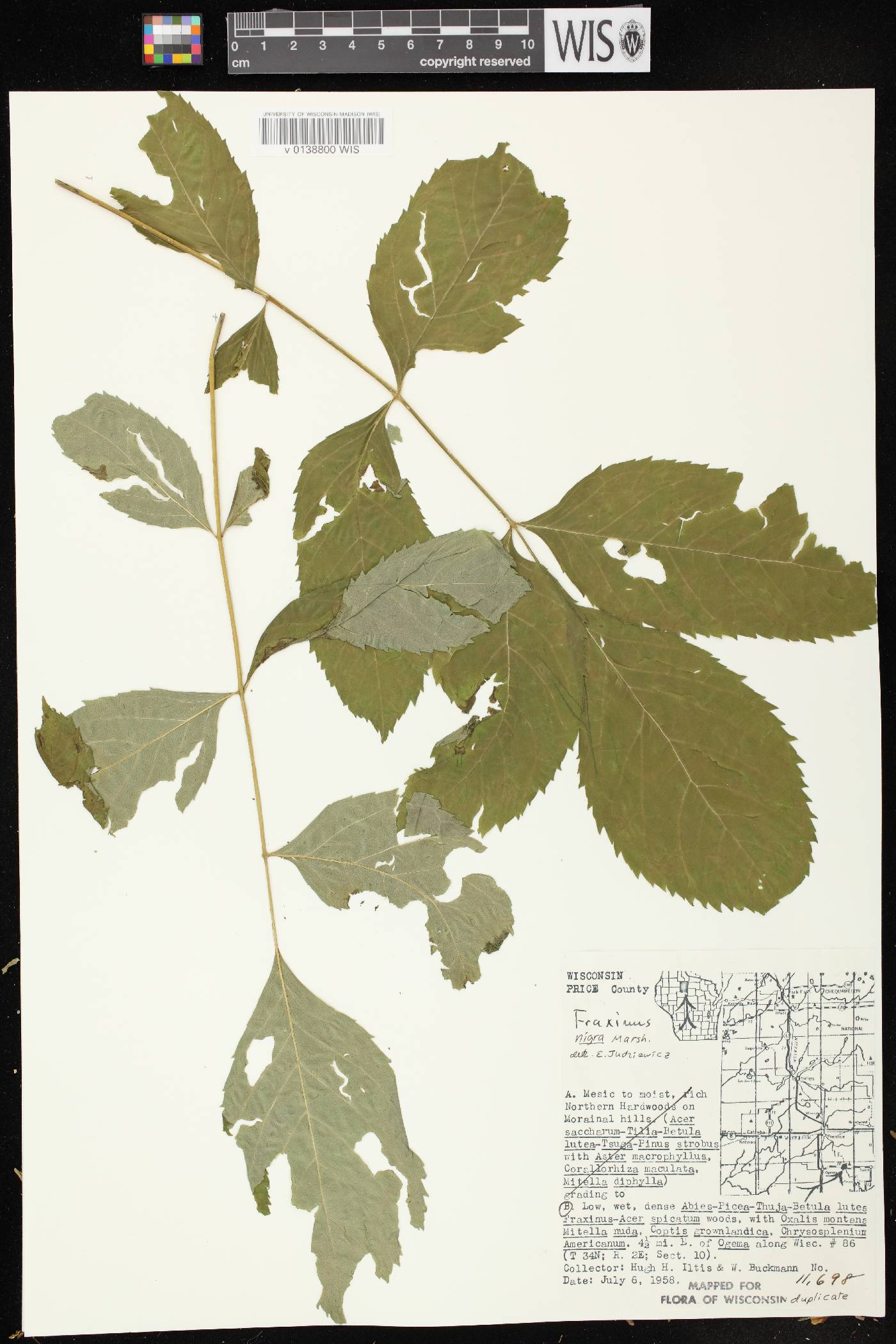 Fraxinus nigra image