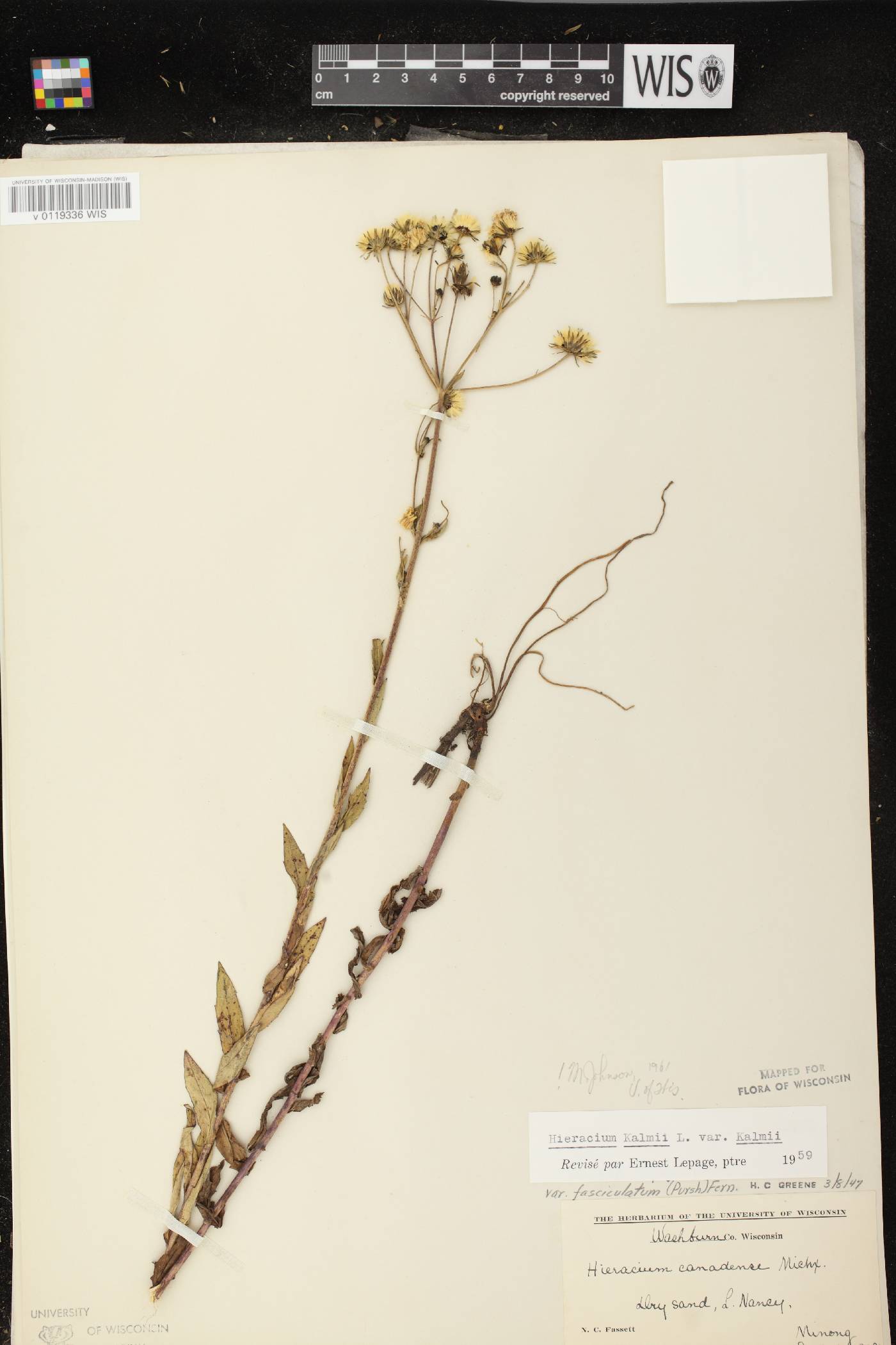 Hieracium umbellatum image