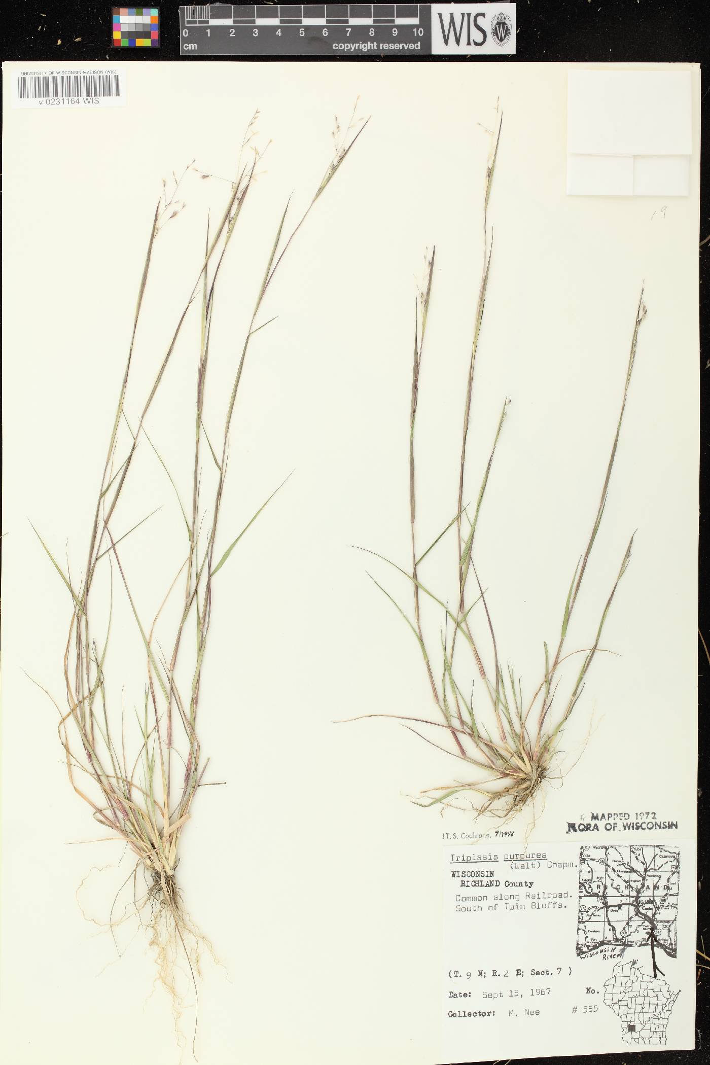 Triplasis purpurea image