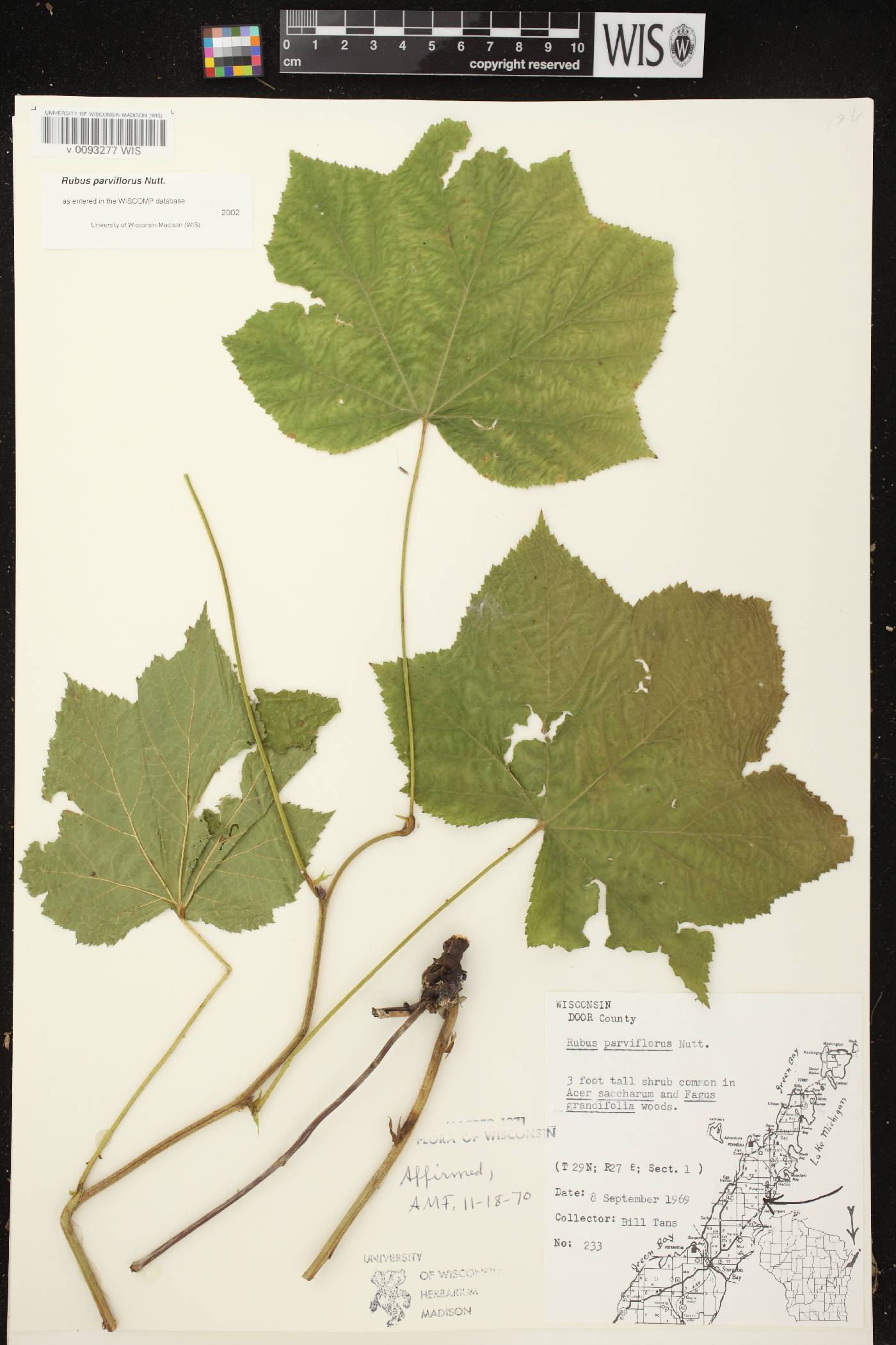 Rubus parviflorus image