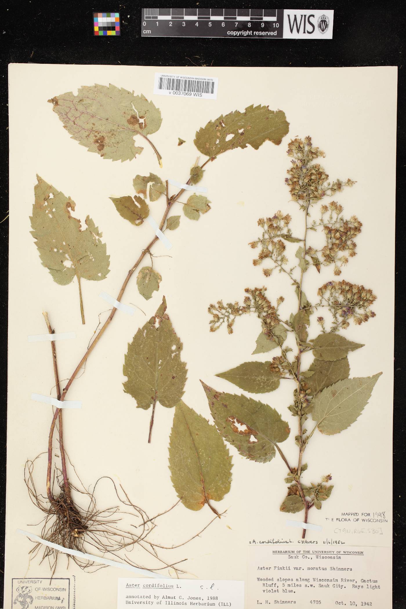 Symphyotrichum cordifolium image