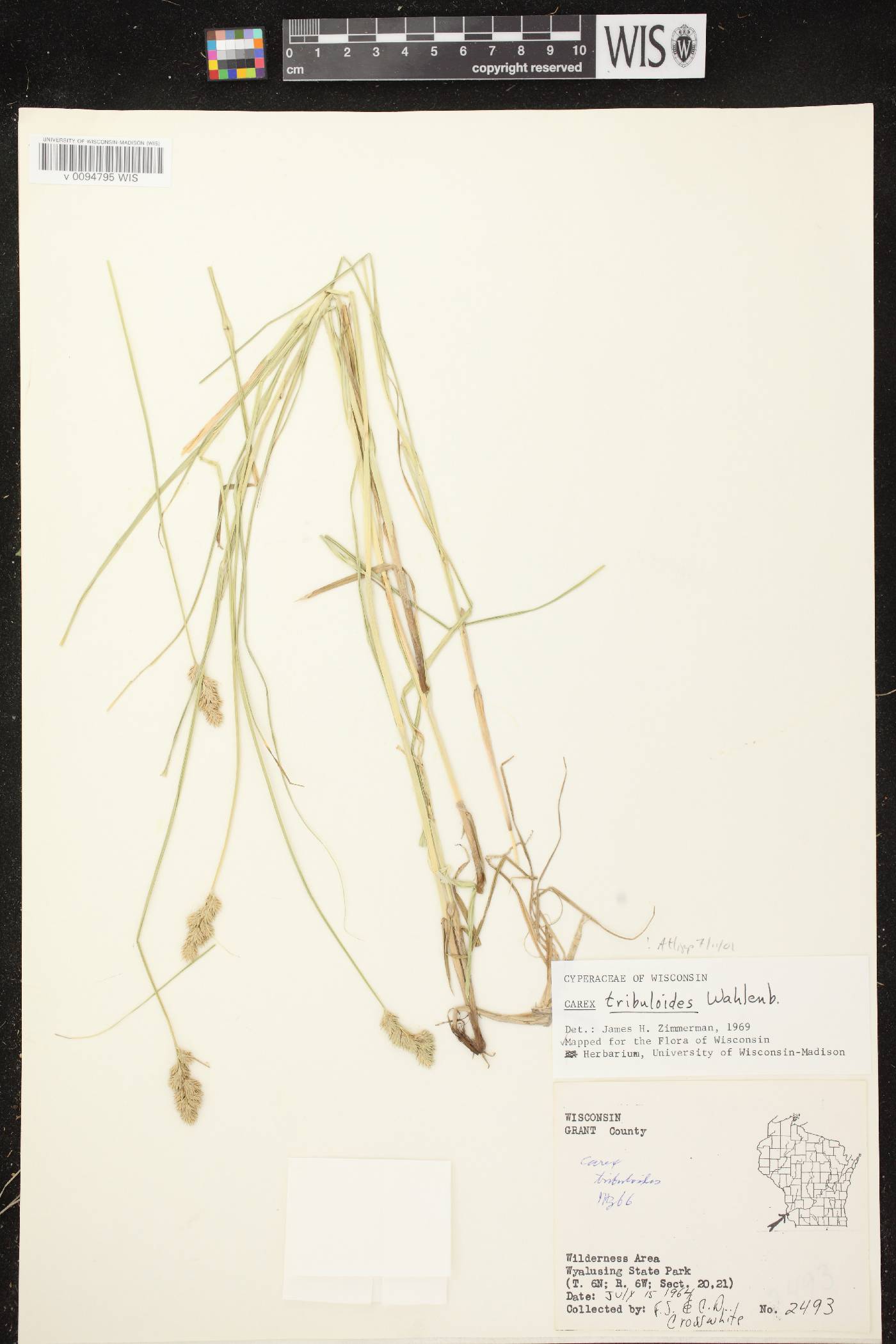 Carex tribuloides var. tribuloides image