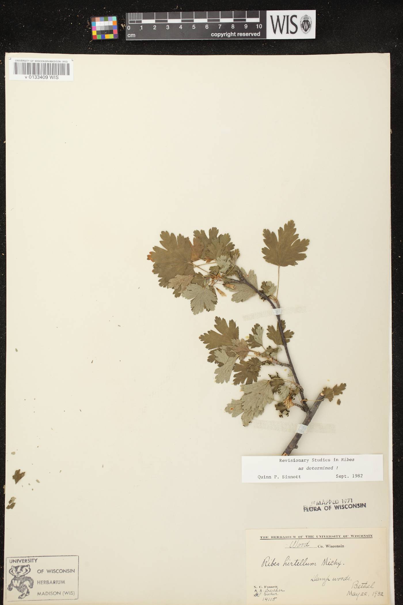 Ribes hirtellum image