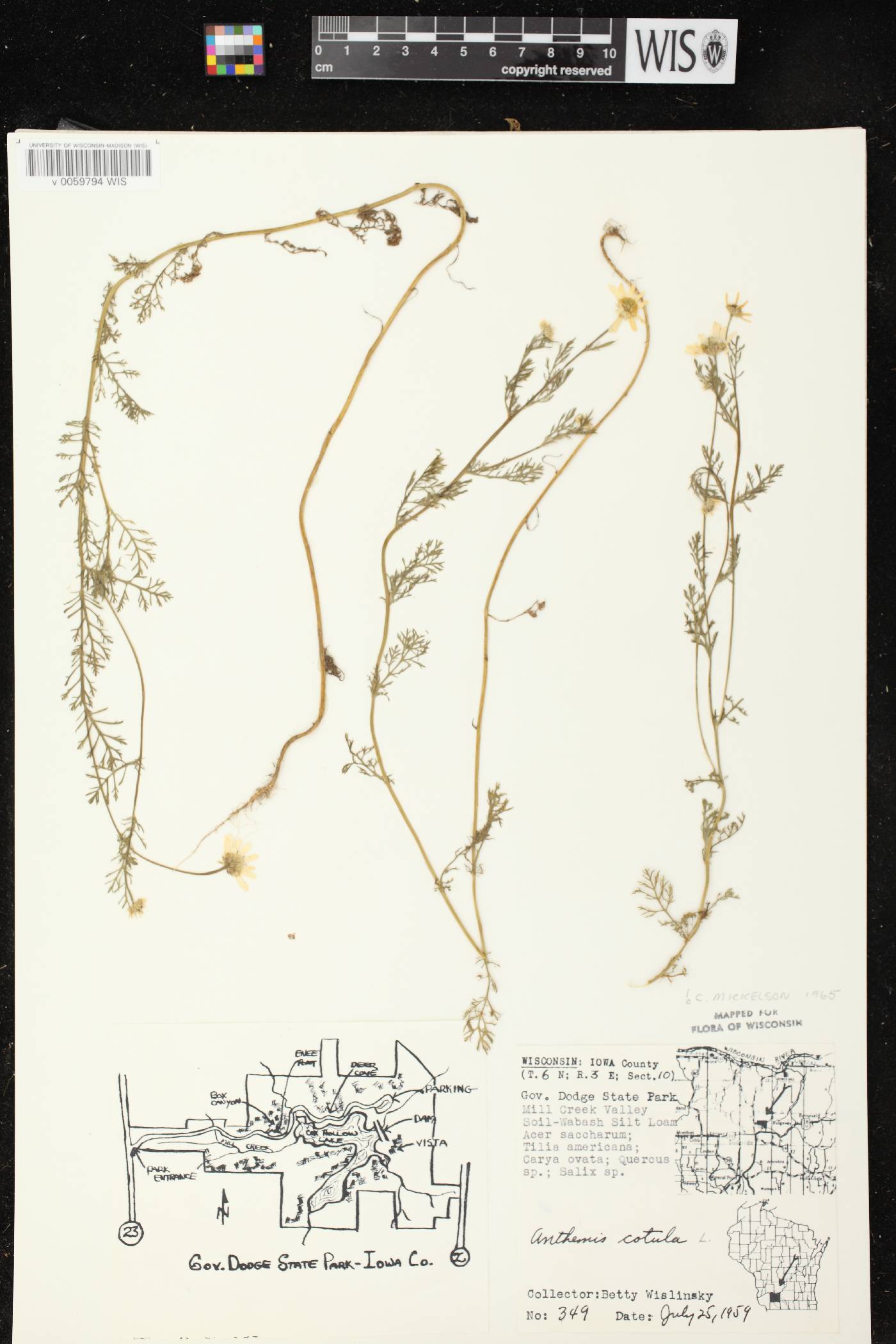 Anthemis cotula image