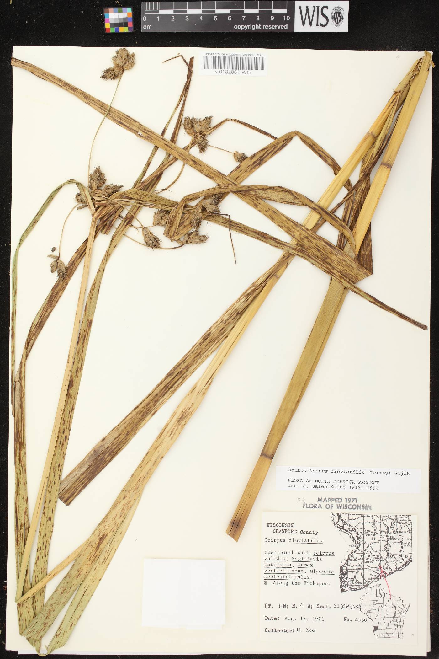 Bolboschoenus fluviatilis image