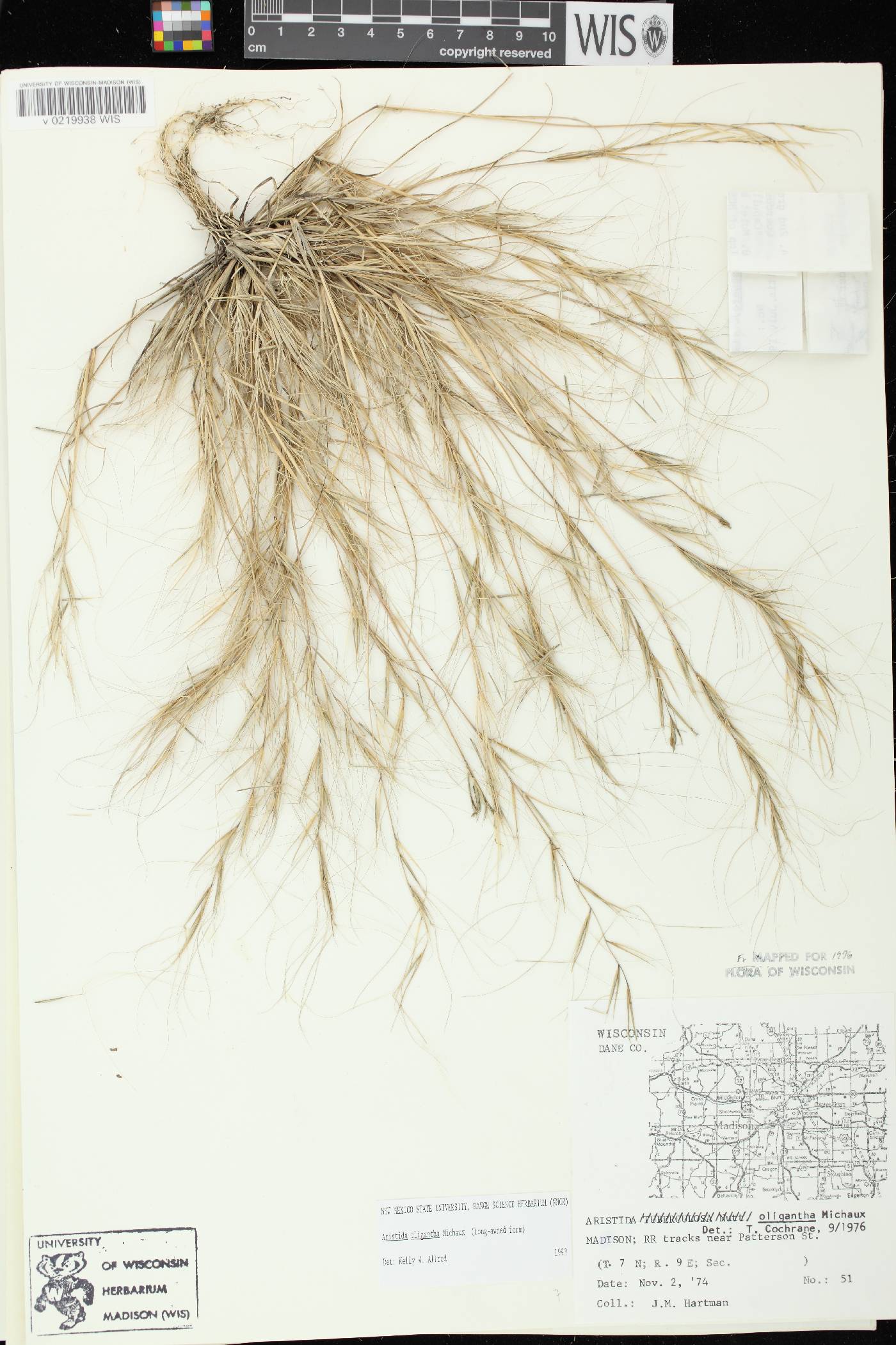 Aristida oligantha image