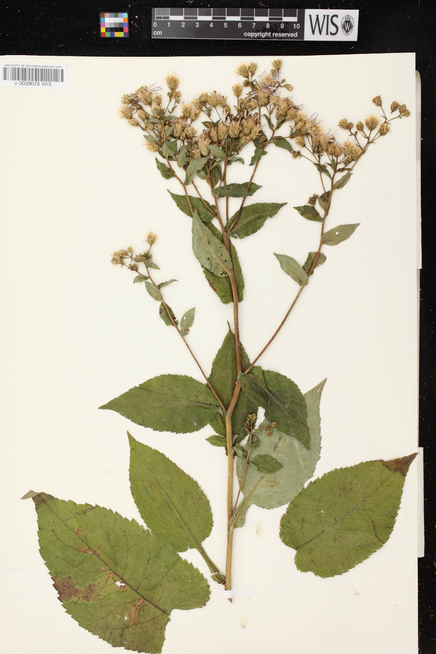 Eurybia macrophylla image