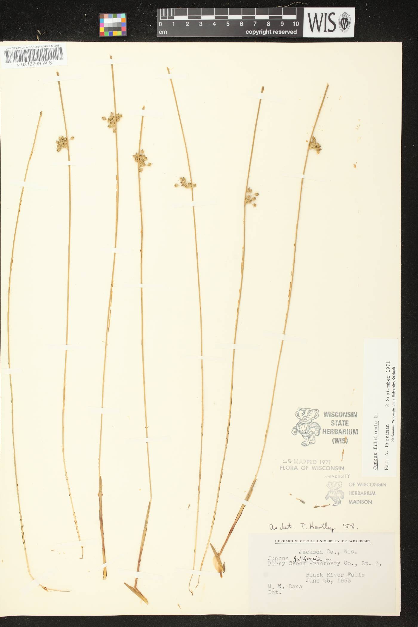 Juncus filiformis image
