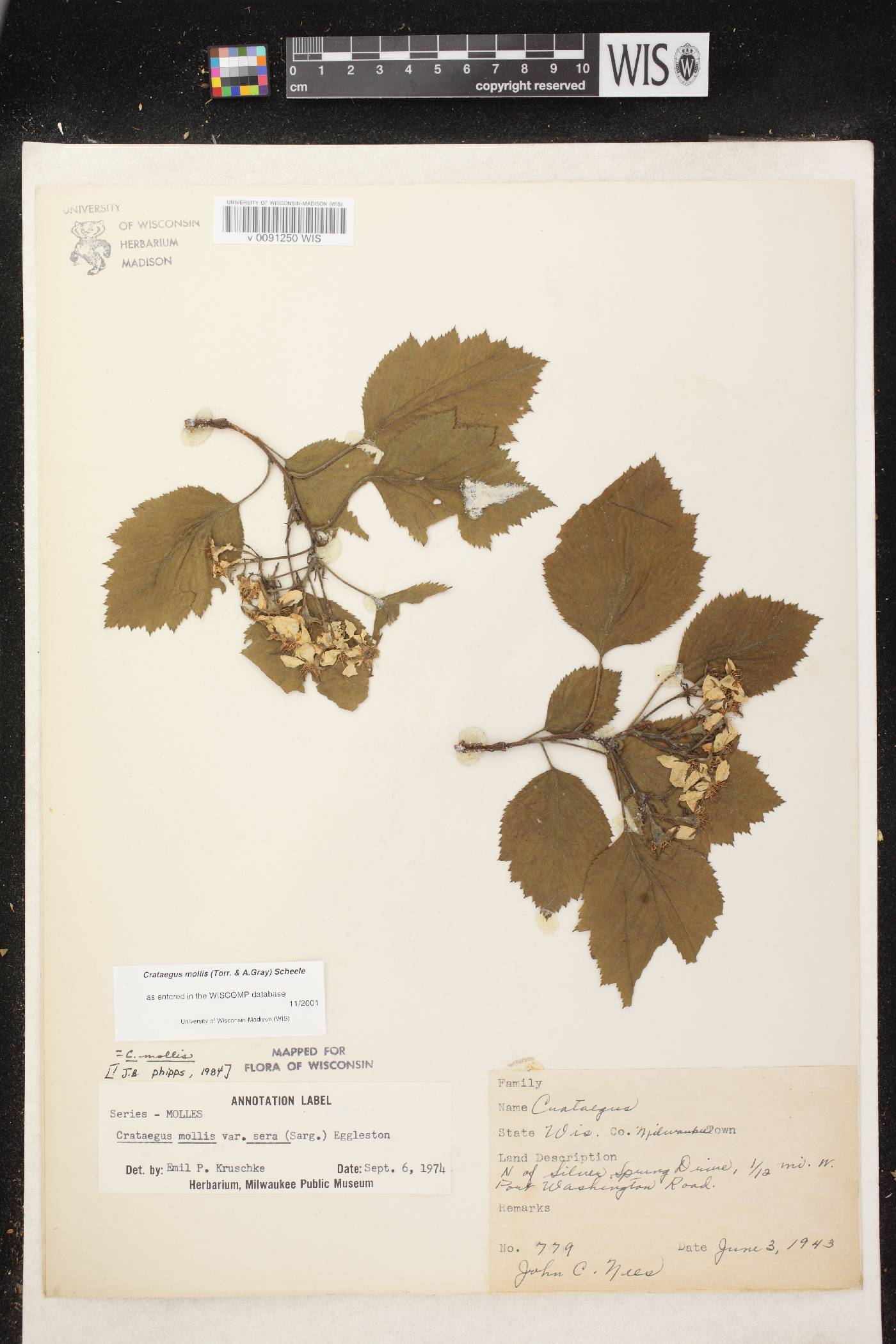 Crataegus mollis image