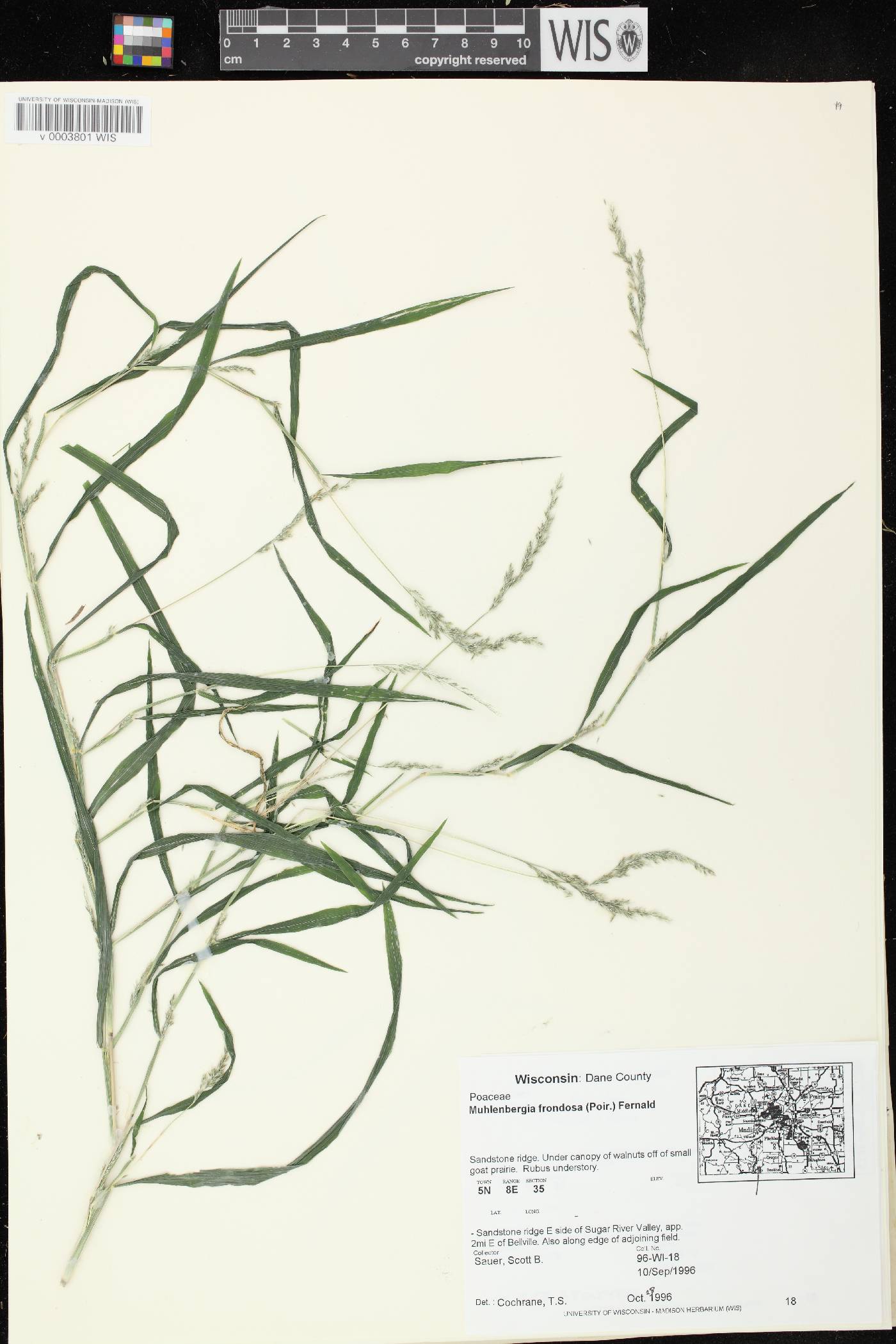 Muhlenbergia frondosa image