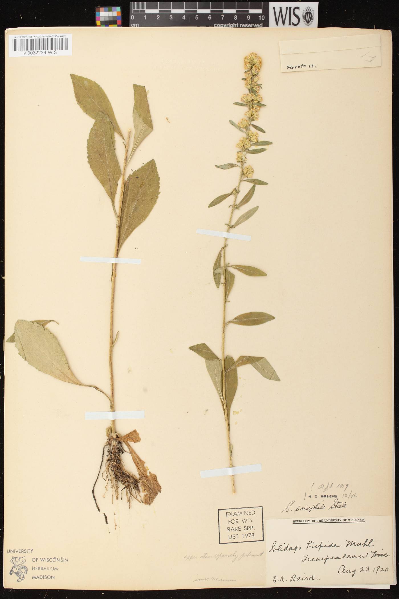 Solidago sciaphila image