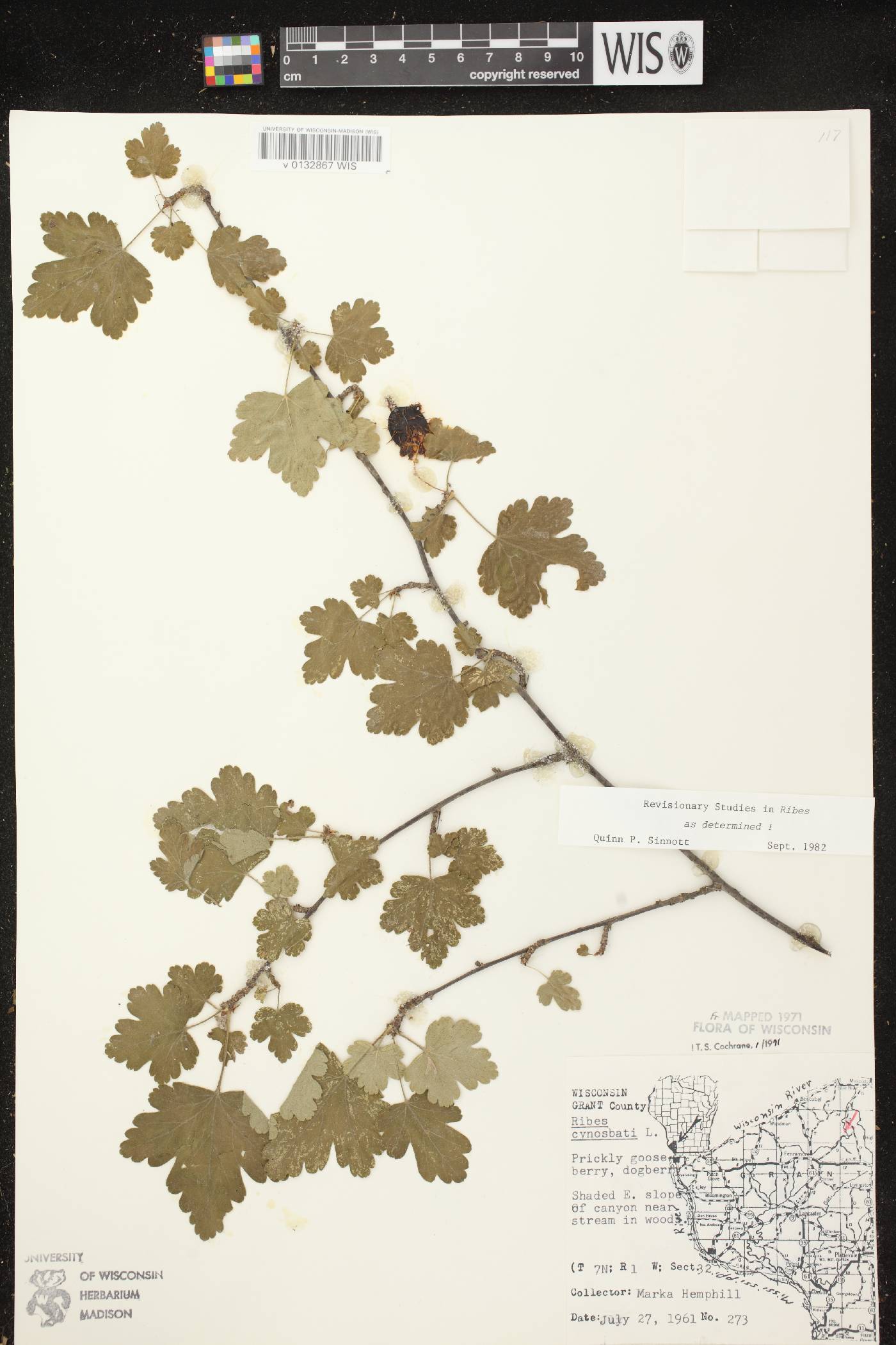 Ribes cynosbati image