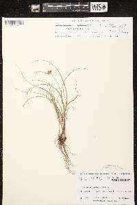 Image of Cyperus lupulinus subsp. macilentus x c. schweinitzii
