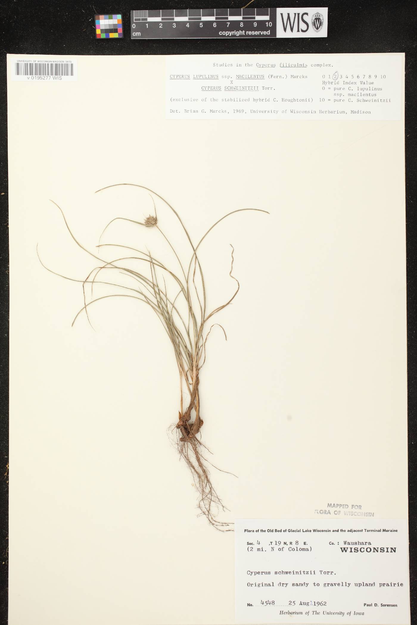 Cyperus lupulinus image