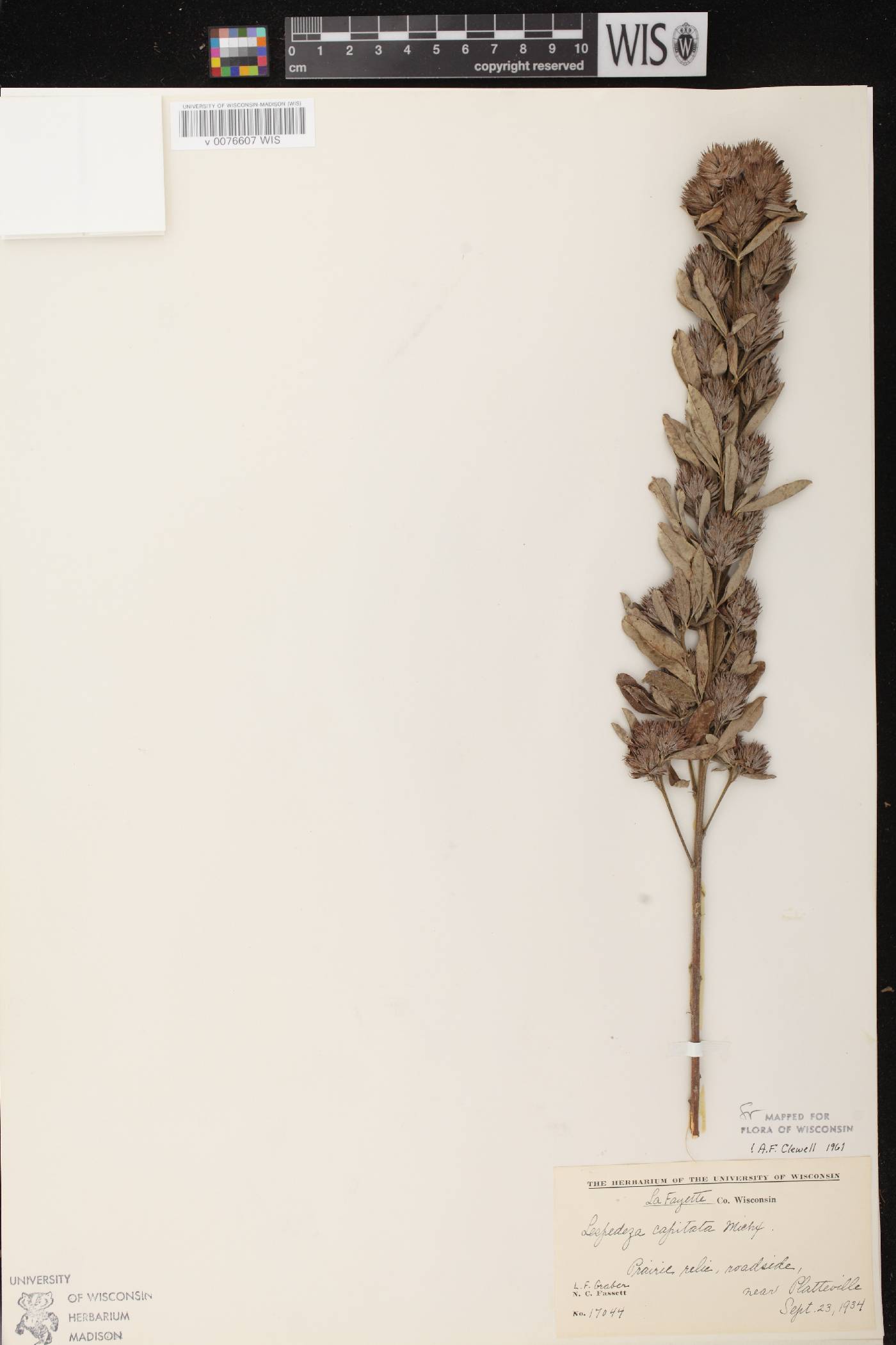 Lespedeza capitata image