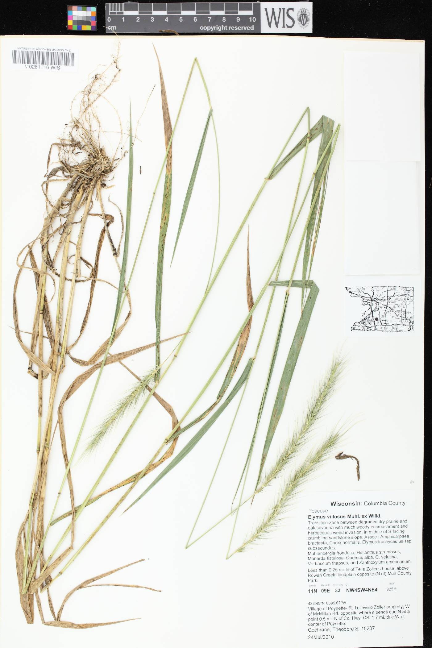 Elymus villosus var. villosus image